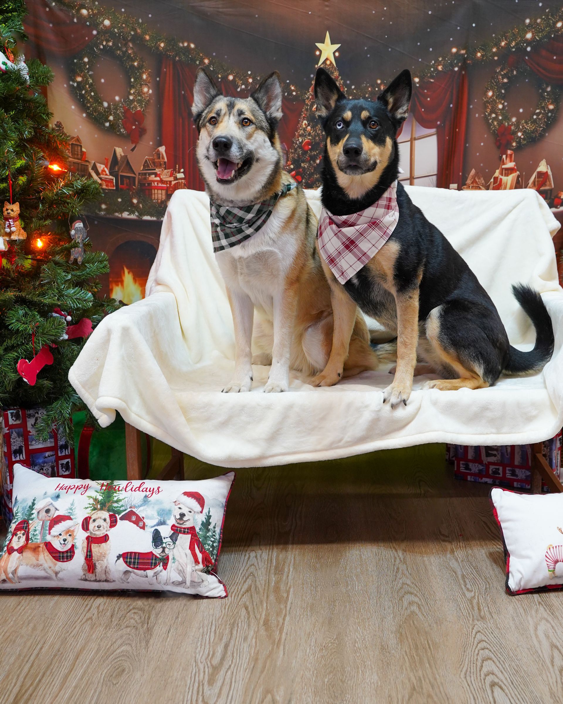 Two dogs on a cream blanket, wearing bandanas, in front of a Christmas backdrop.
