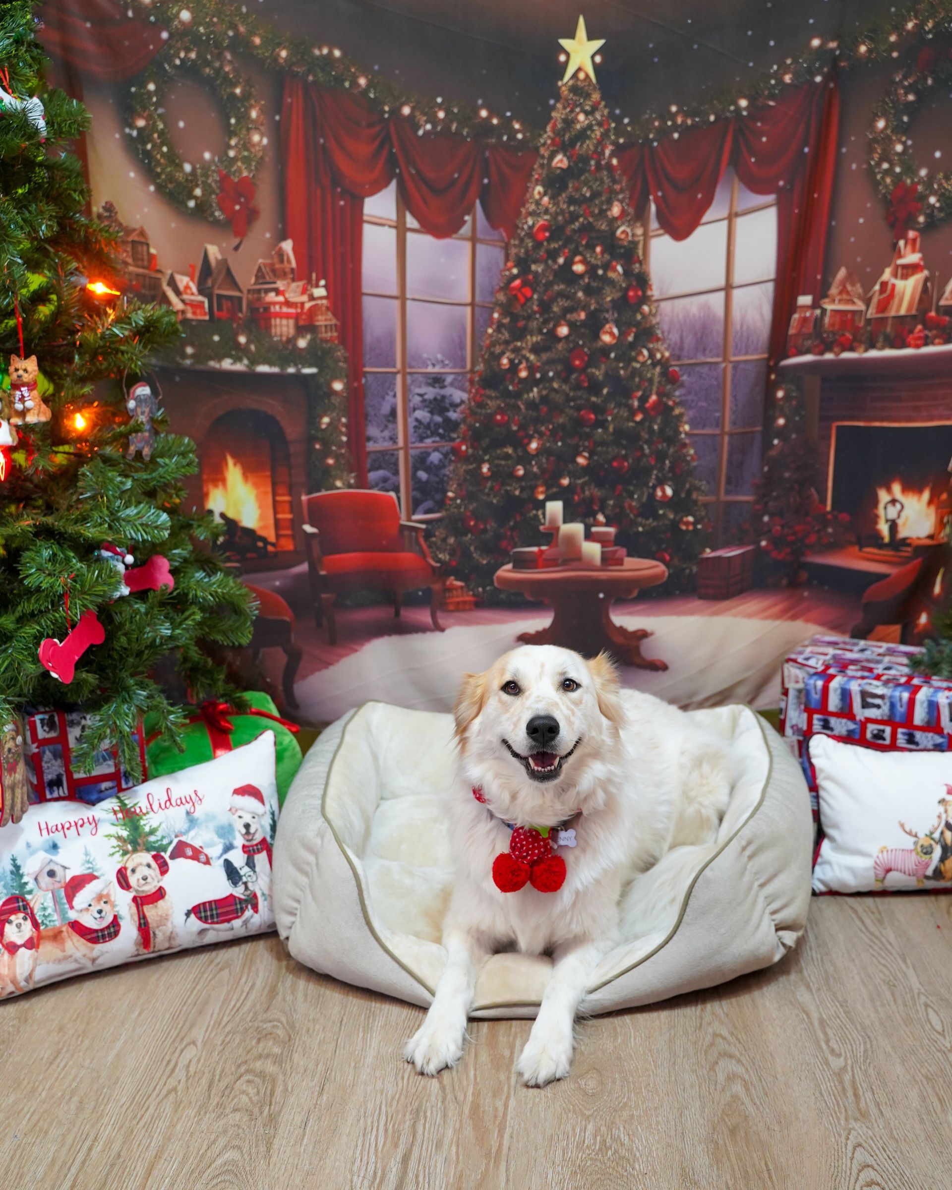 Dog in bed, wearing jingle bell collar, in front of a Christmas backdrop.