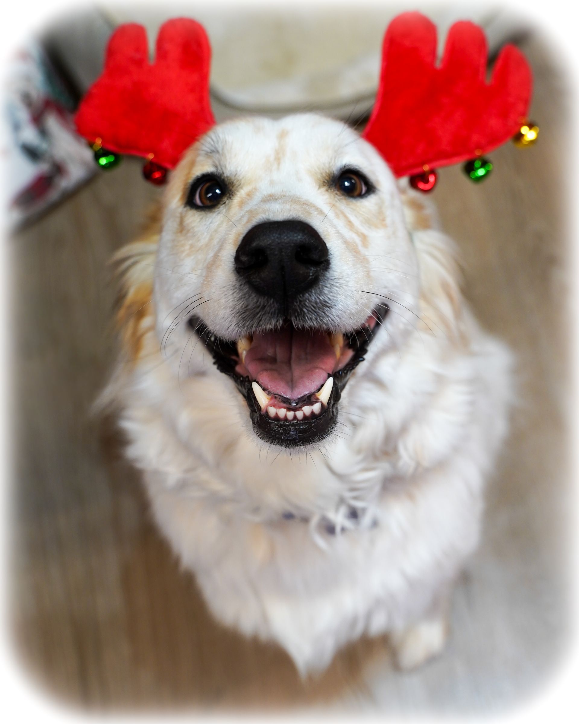 Smiling dog wearing red reindeer antlers, looking up.