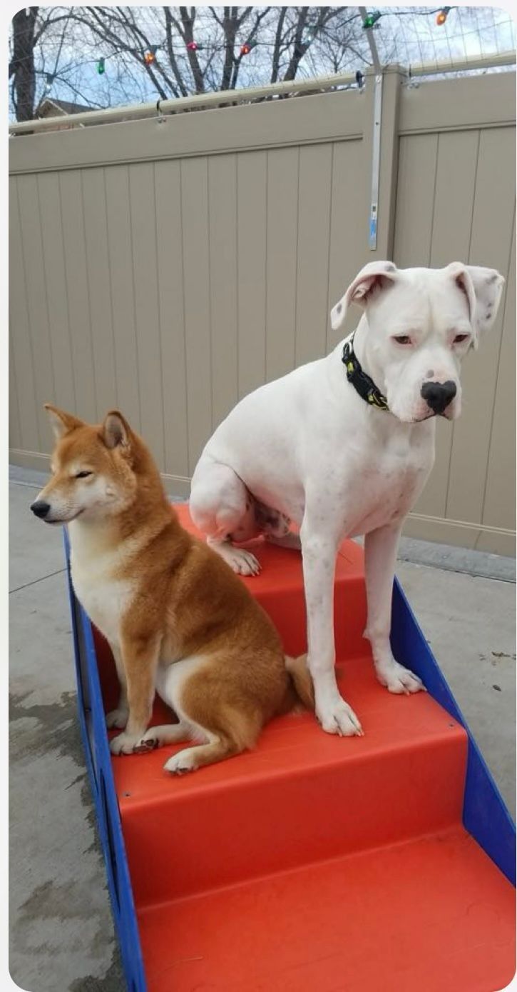 Two dogs, Shiba Inu and white American Bulldog, sitting side-by-side on red stairs, outdoors.