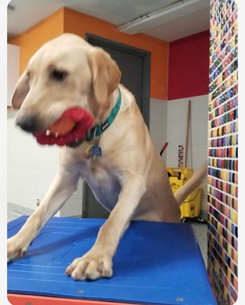 Yellow Labrador dog with red toy in mouth, standing on blue table. Indoors, colorful walls.