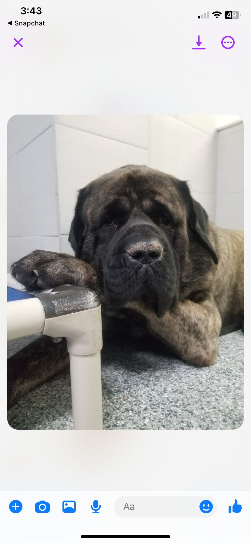 Large brindle dog resting its head and paw on a pipe structure, looking forward.