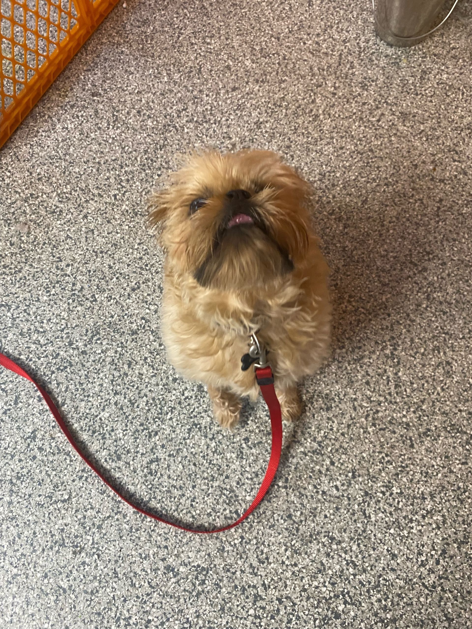 Brown Brussels Griffon dog with tongue out on a red leash. Sitting on gray speckled floor.