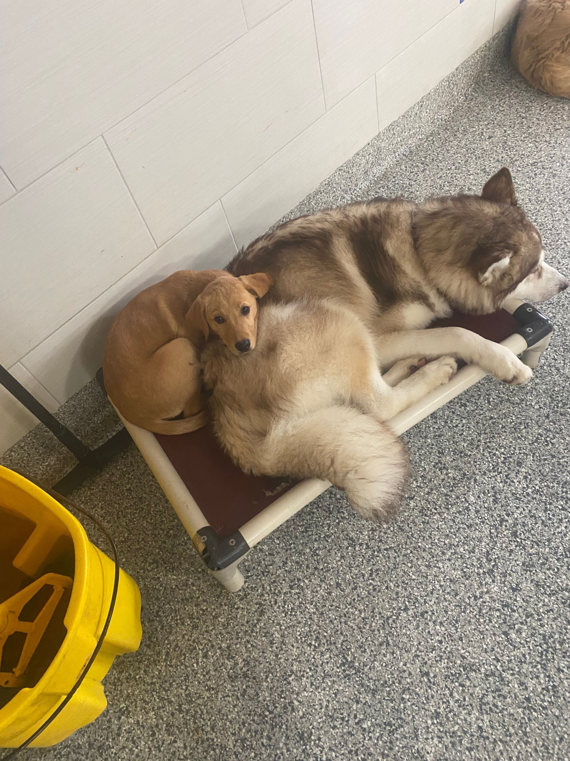 Two dogs cuddle on a pet bed. One is brown and fluffy, the other is tan. They are in a room with a mop bucket.