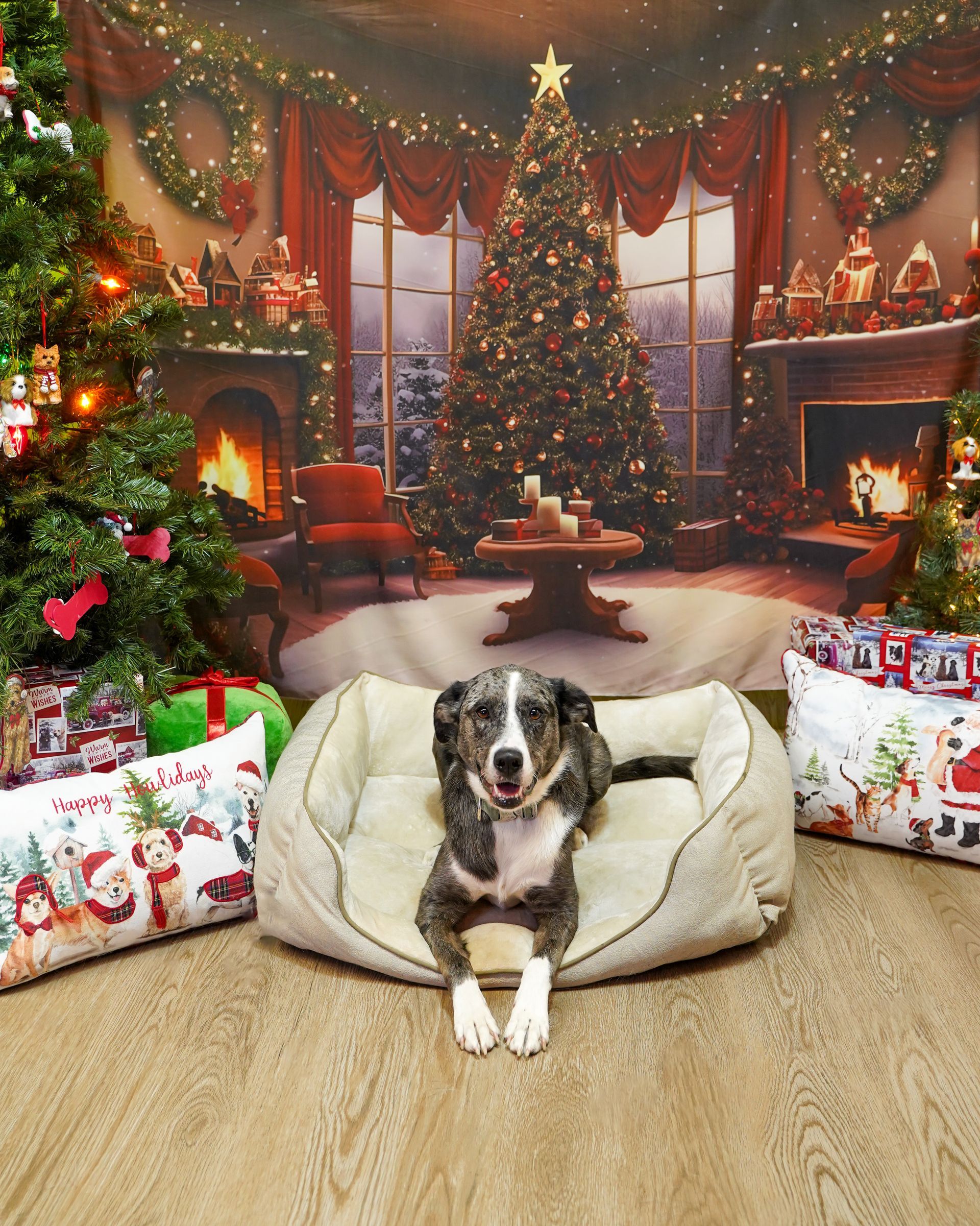 Dog in a bed, centered in front of a Christmas backdrop with presents and trees.