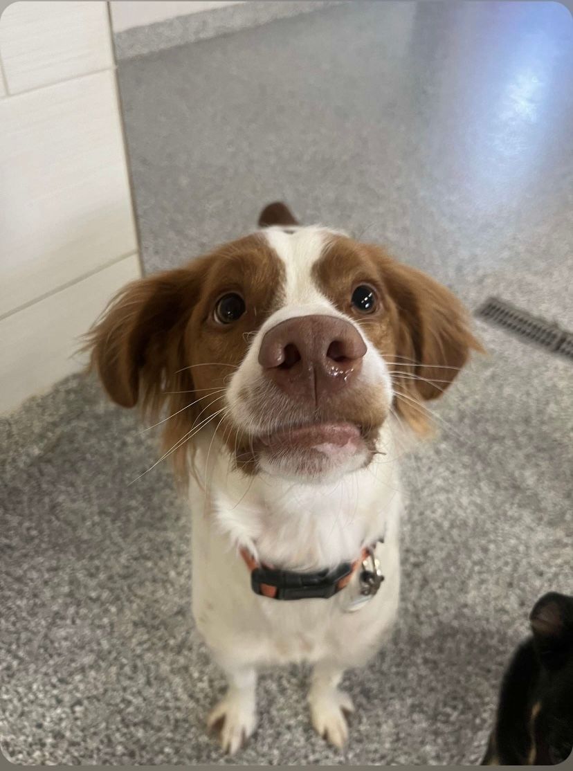 Brown and white dog looking up with a gentle smile, wearing a collar.