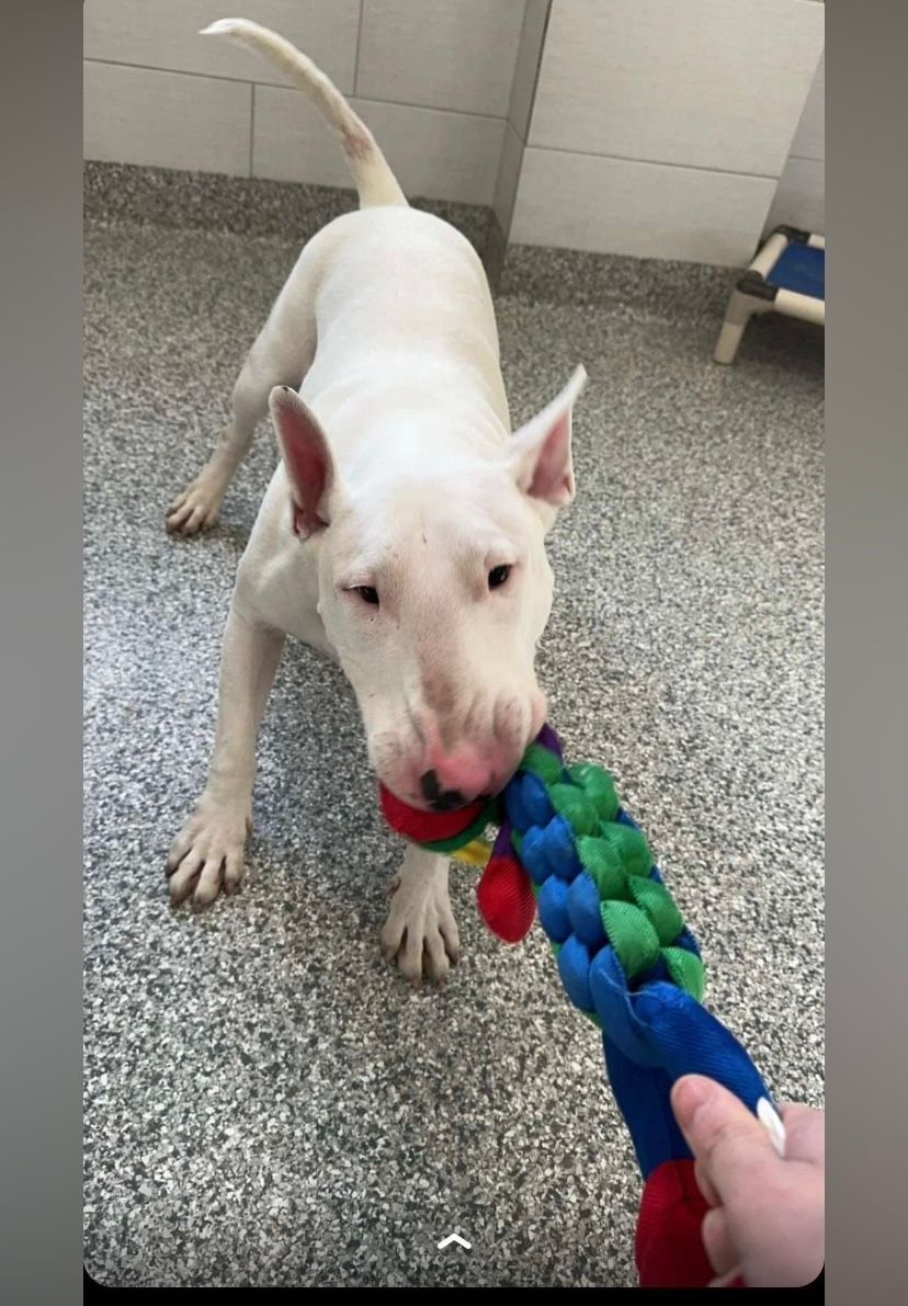 White Bull Terrier playing with a colorful rope toy.