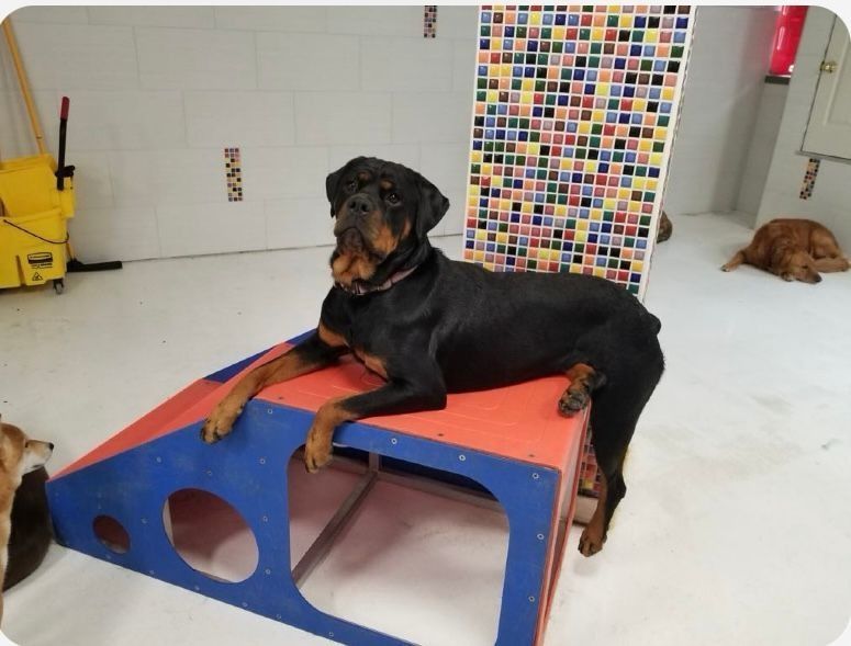 Black and tan Rottweiler dog resting on an orange and blue ramp inside a room with other dogs.