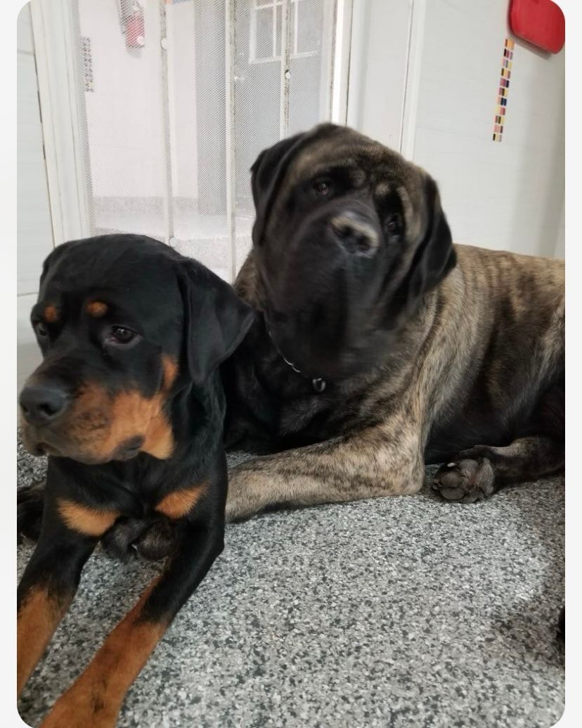 Two dogs, a black and tan Rottweiler and a brindle Mastiff, laying down side-by-side indoors.