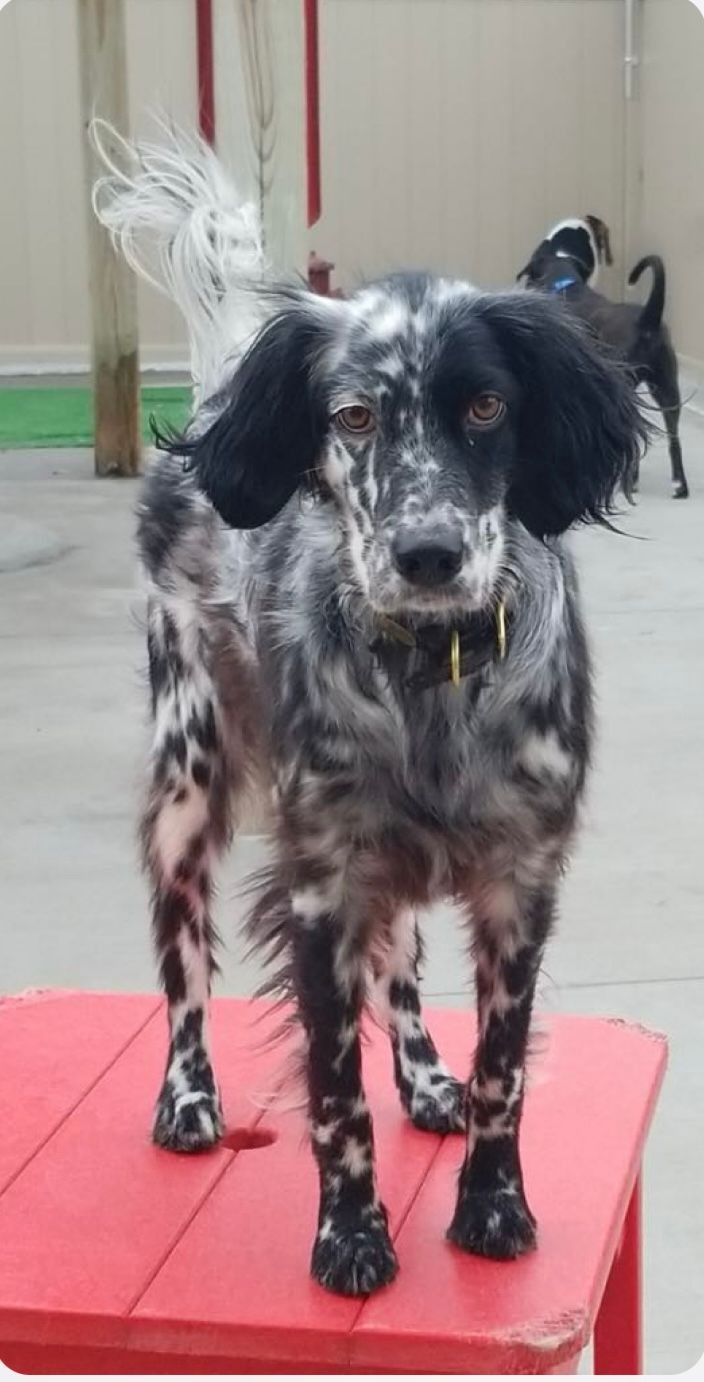 Spotted black and white dog with floppy ears, standing on red table, other dogs in the background.