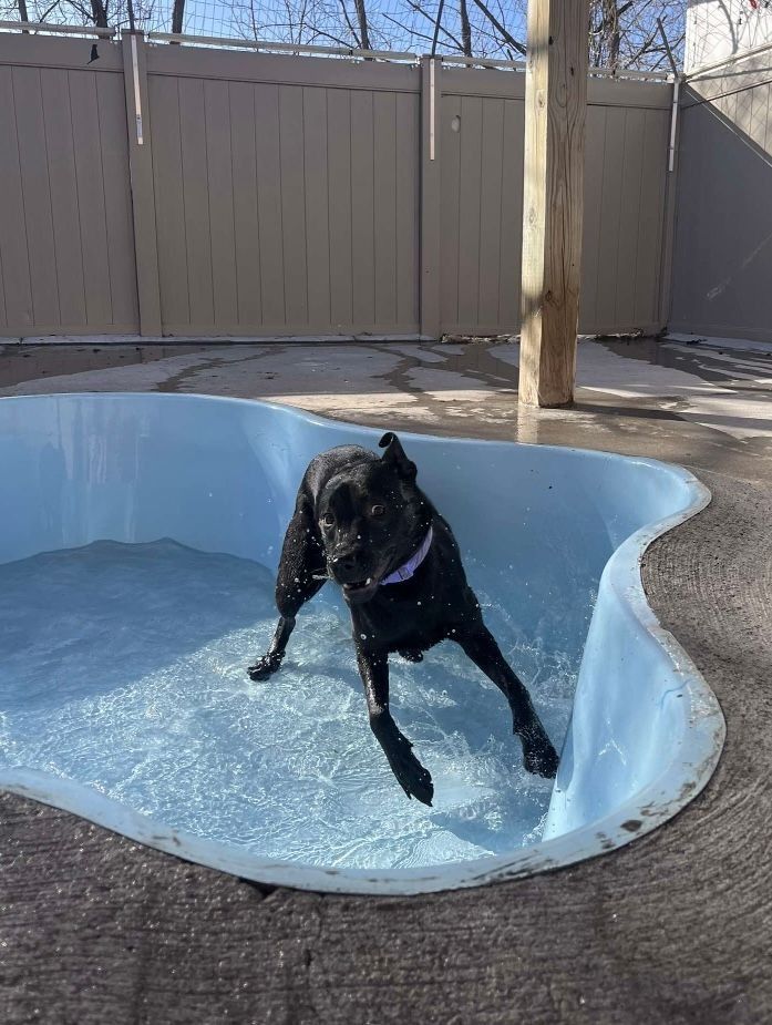 Black dog in a small blue pool; it is wet and appears to be exiting the water.