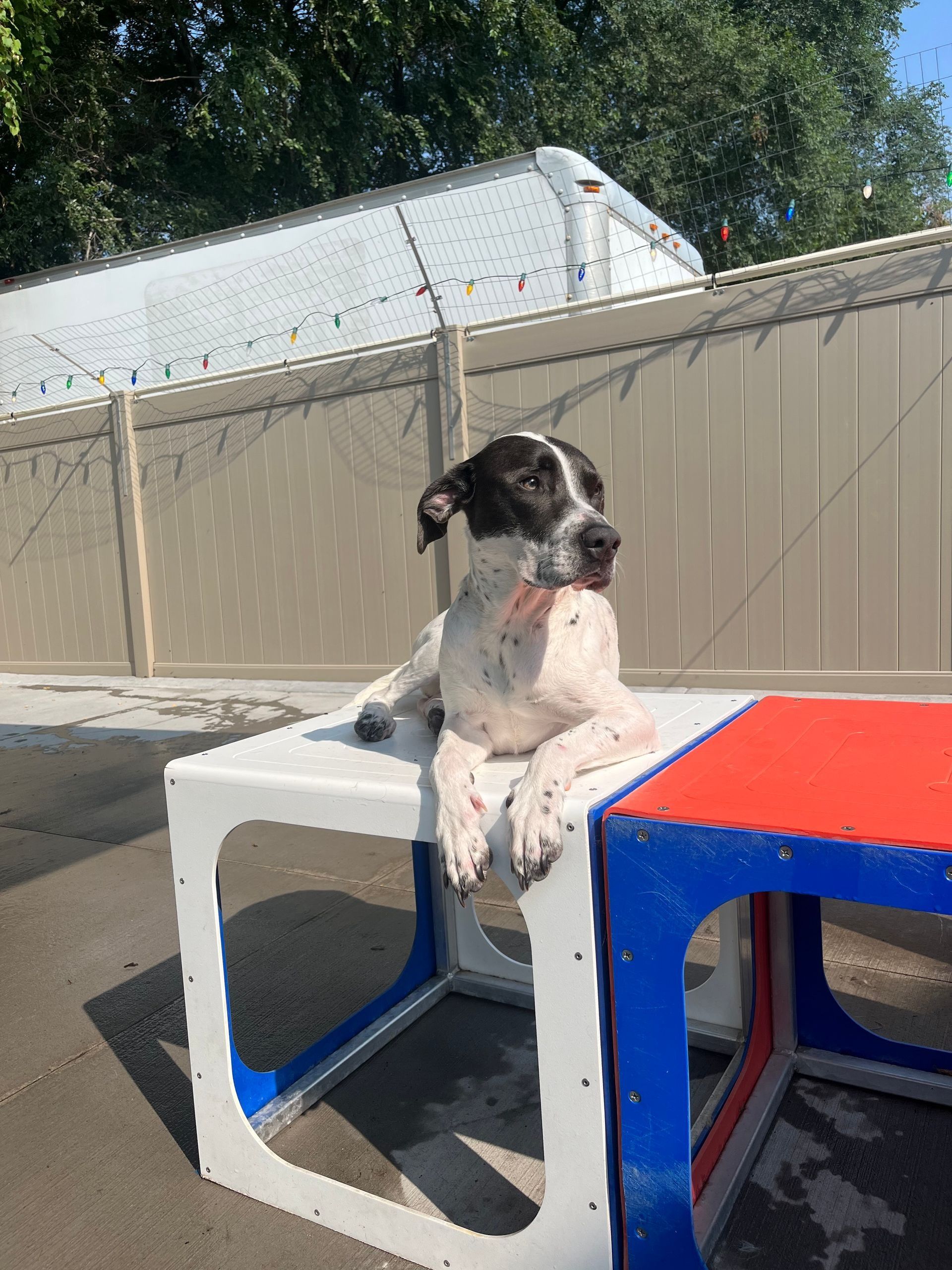 Dog with black and white spots rests on a white cube, looking off to the side, outside.