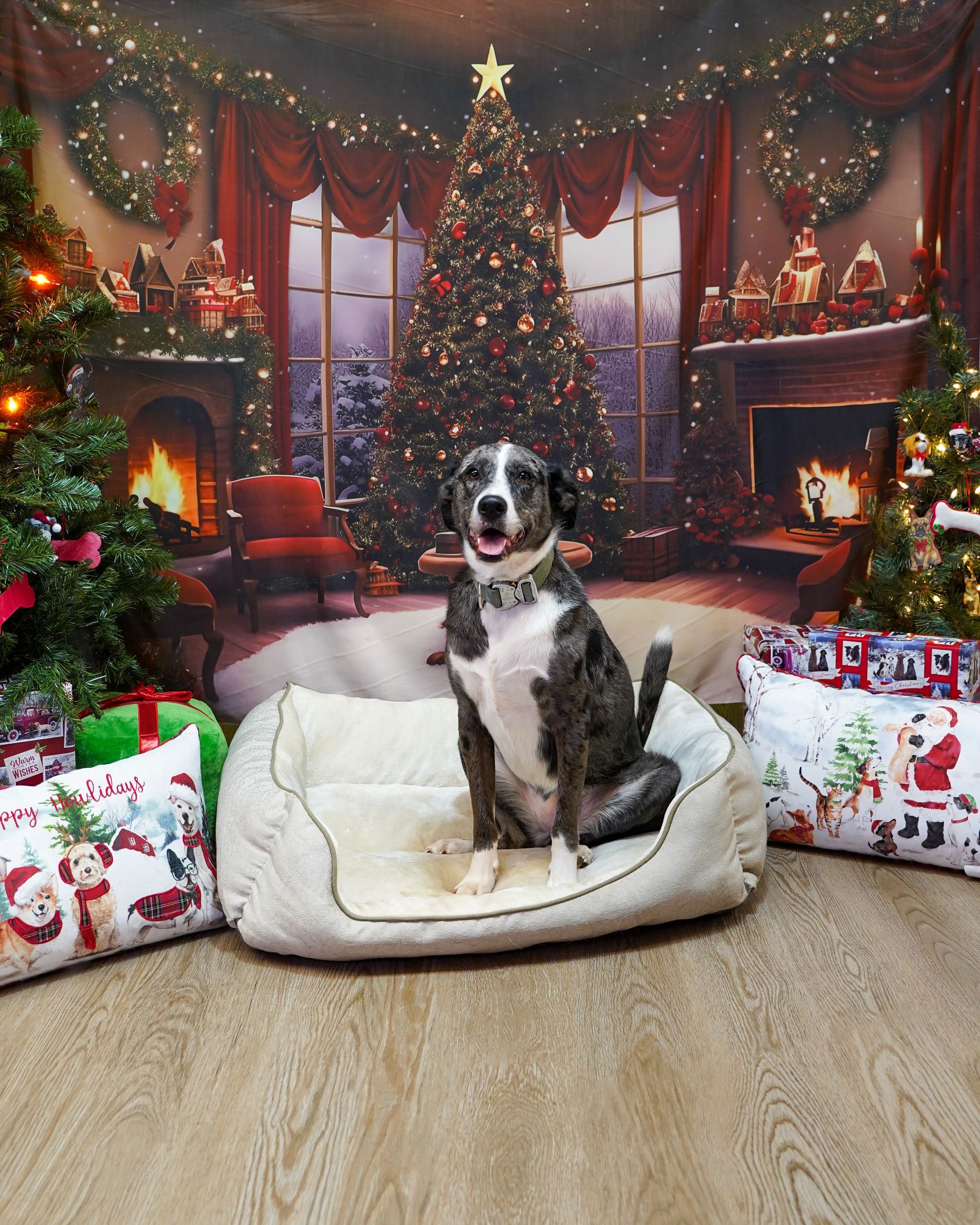 Dog sitting in a bed with Christmas decorations in front of a backdrop featuring a Christmas tree and fireplace.