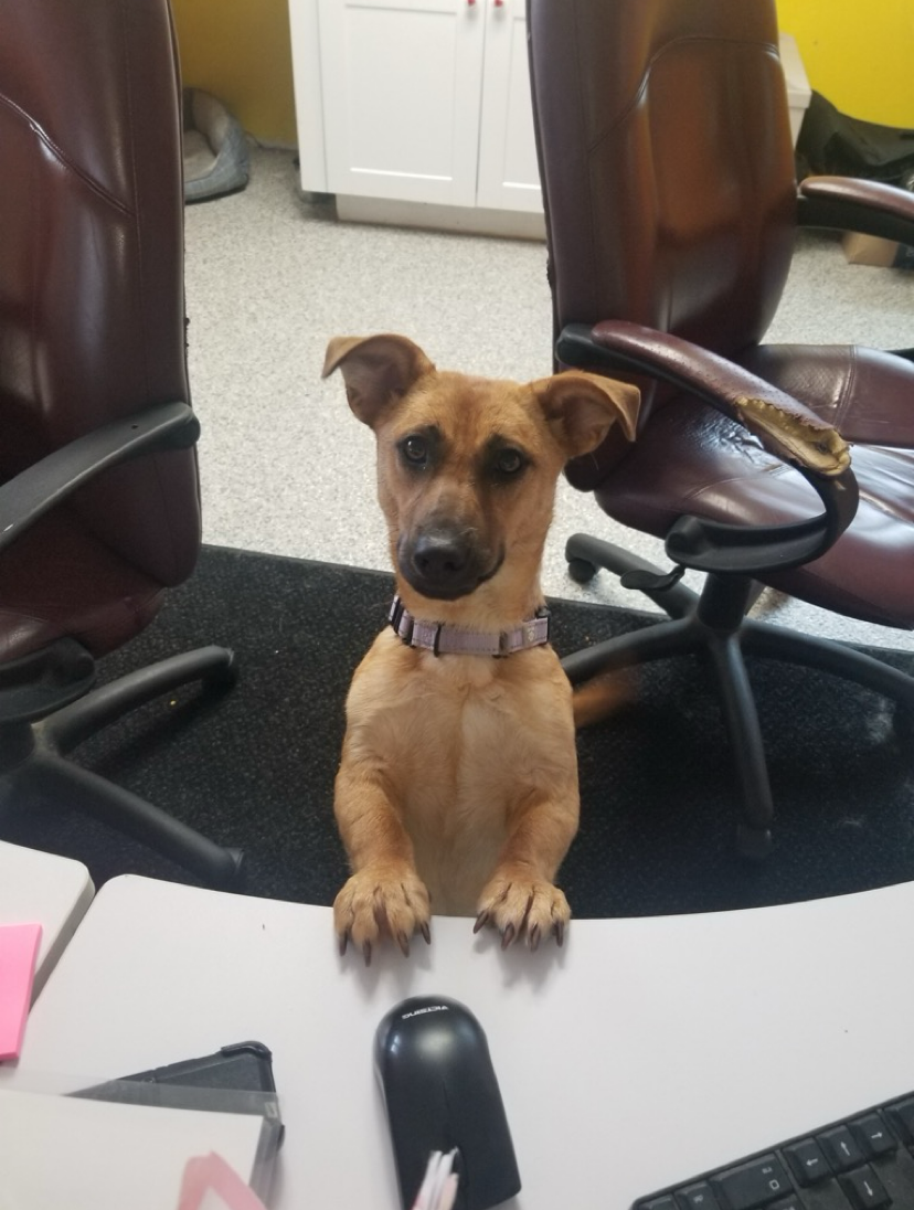 Brown dog with paws on desk, looking up, office setting.