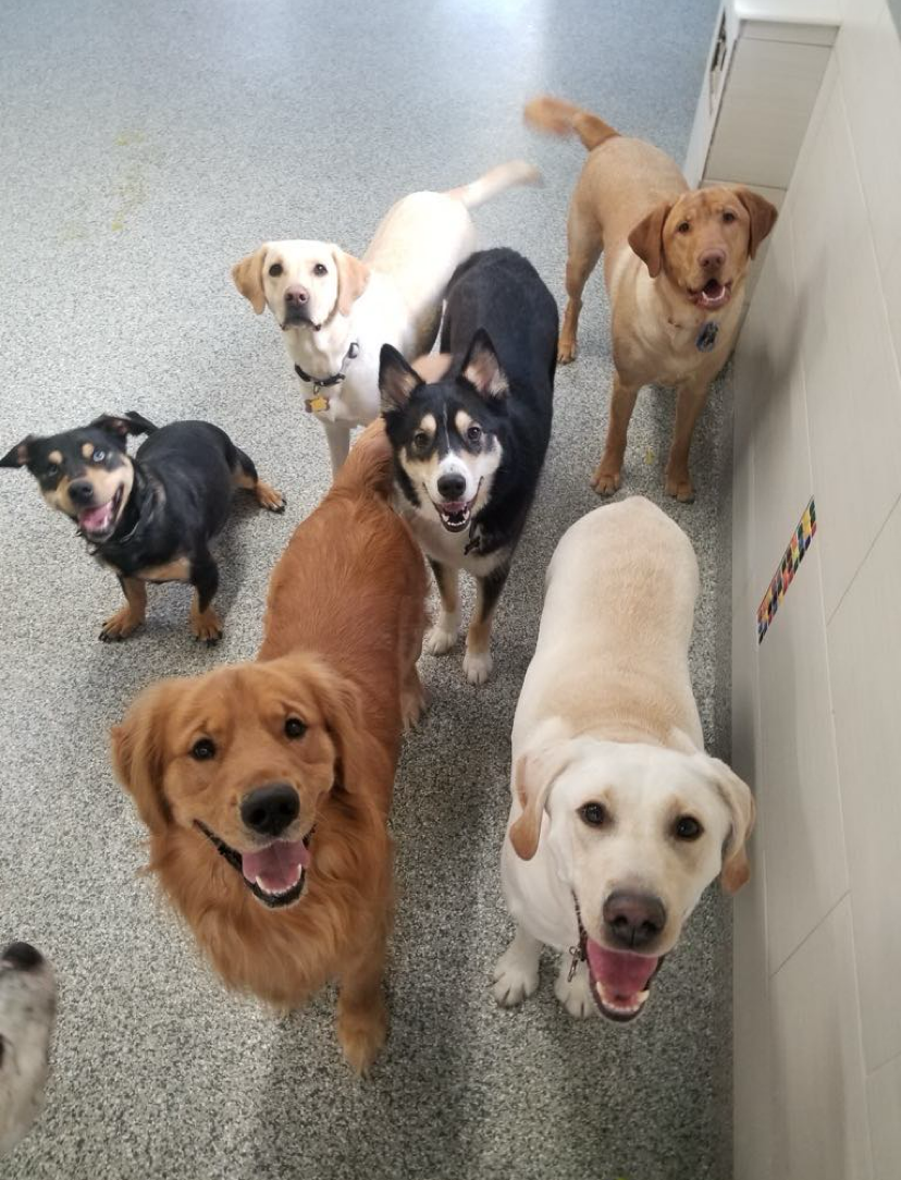 Group of seven dogs looking up, various breeds and colors, indoors.