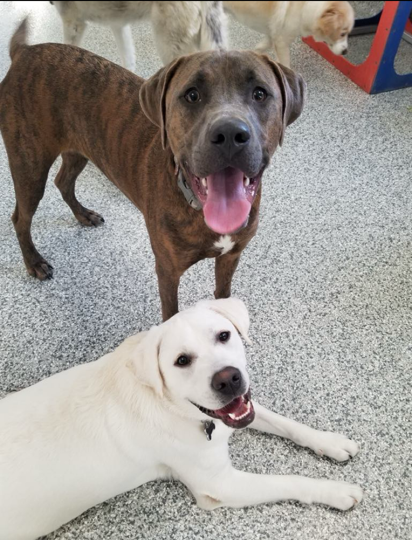Brindle dog standing, white dog lying down; both smiling, in a room with other dogs.