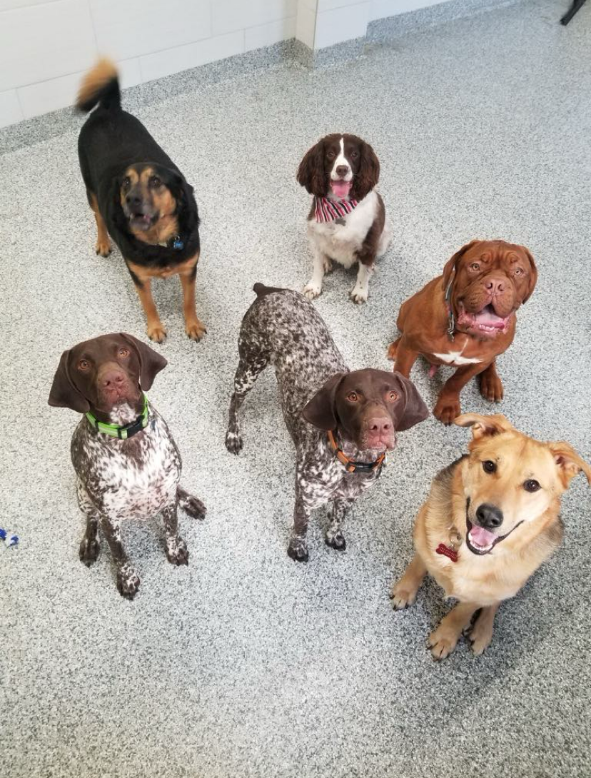 Six happy dogs of various breeds in a room with a speckled floor.