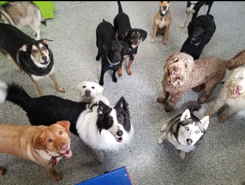 Group of dogs, various breeds, looking up. Gray floor, green background.