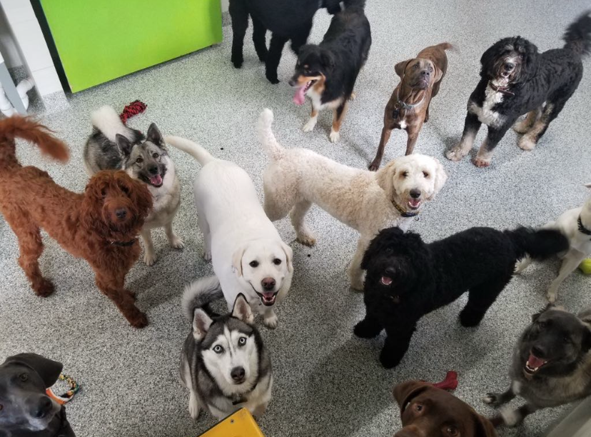 A group of dogs looking up. Various breeds, colors; indoors on a speckled floor. Some have tongues out, happy expressions.