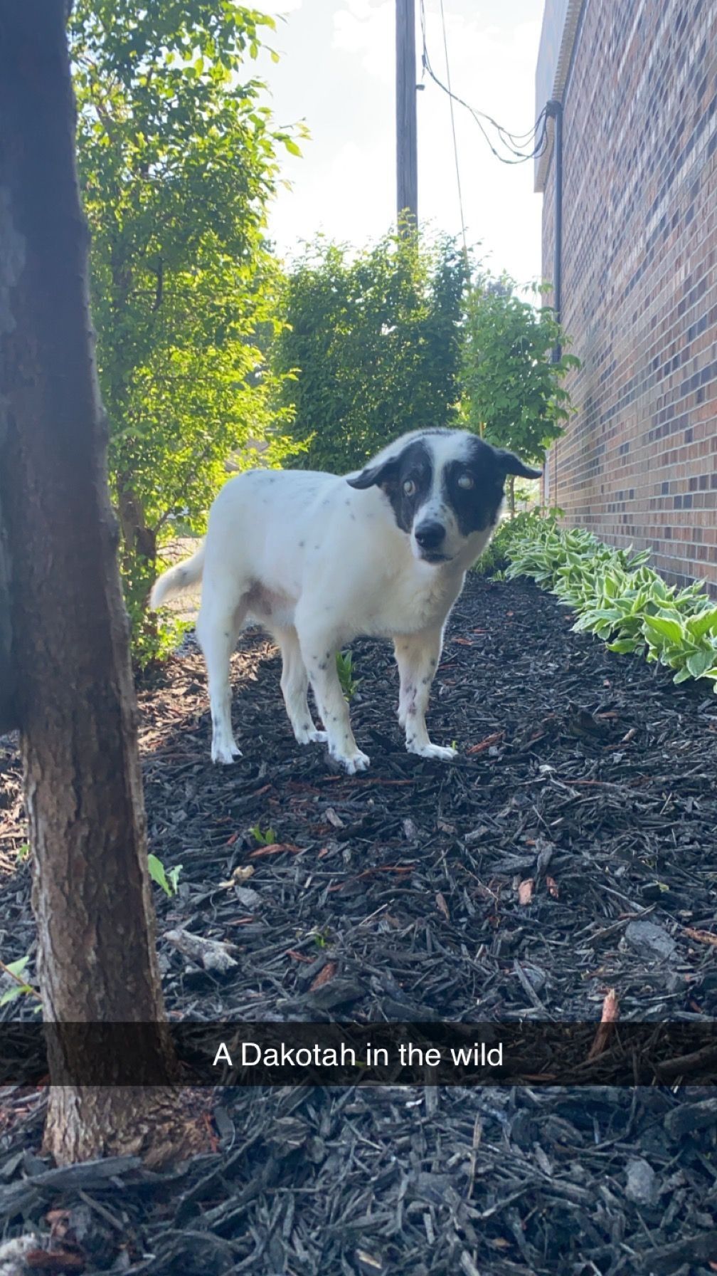 White and black dog standing on mulch in a garden, looking toward the camera.