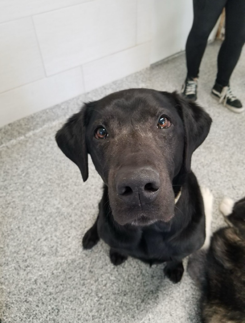 Black Labrador dog sitting and looking up with a neutral expression. Light gray floor and wall in the background.