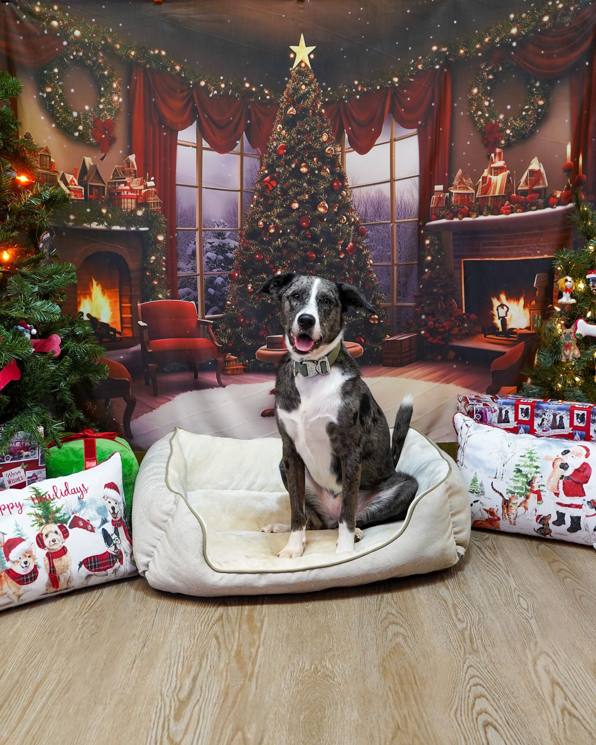 Dog in a bed sits in front of a Christmas backdrop with a tree, gifts, and fireplace.