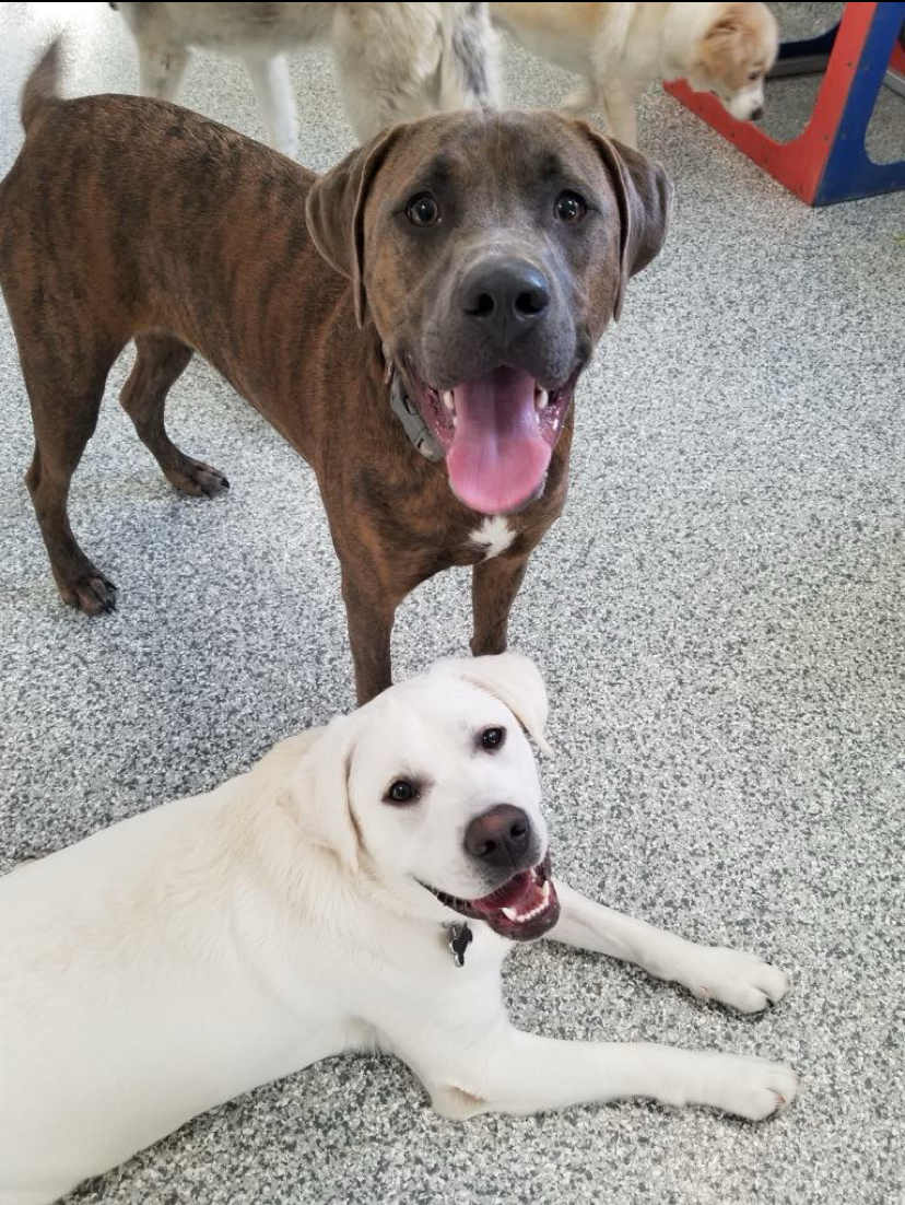 Two dogs: brindle standing, white lying down, both smiling with tongues out in room.
