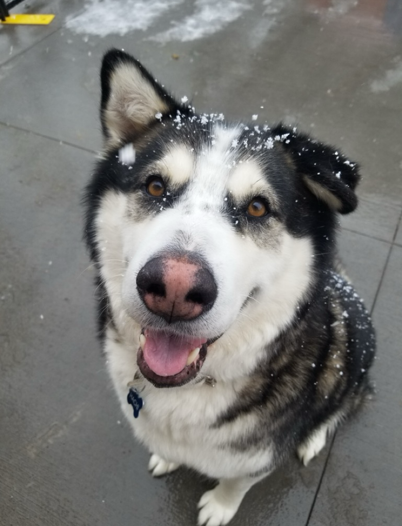 Husky with snow on its fur, looking up with a smile. Black, white, and brown fur. Outdoors on a wet surface.