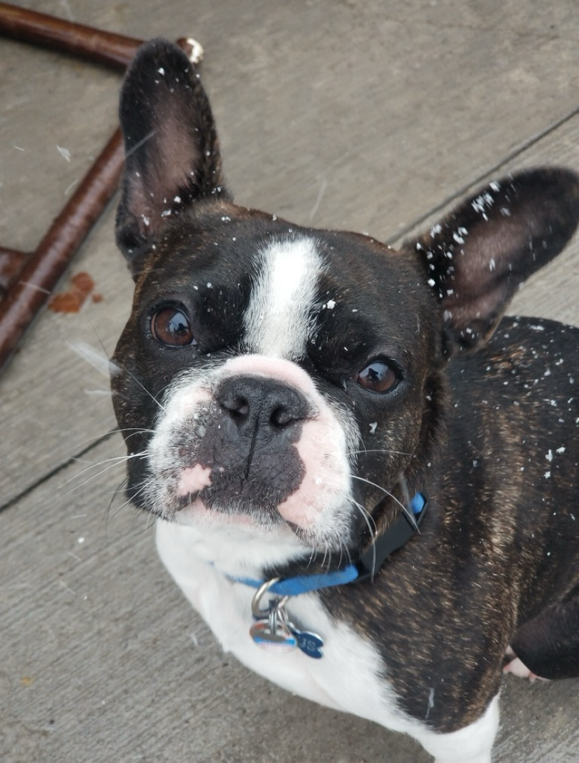 Boston terrier with black, brindle, and white markings covered in snow, looking up.