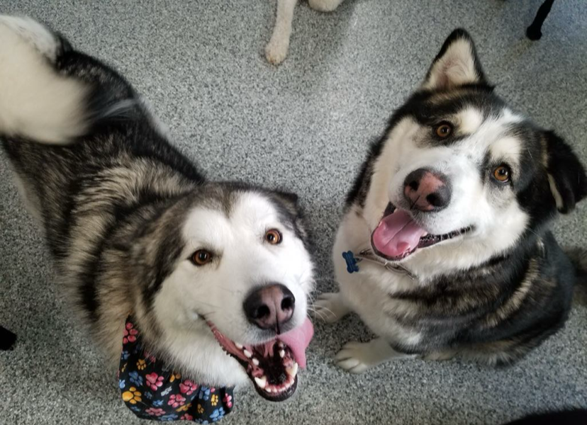 Two smiling huskies looking up, one wearing a floral collar, on gray carpet.