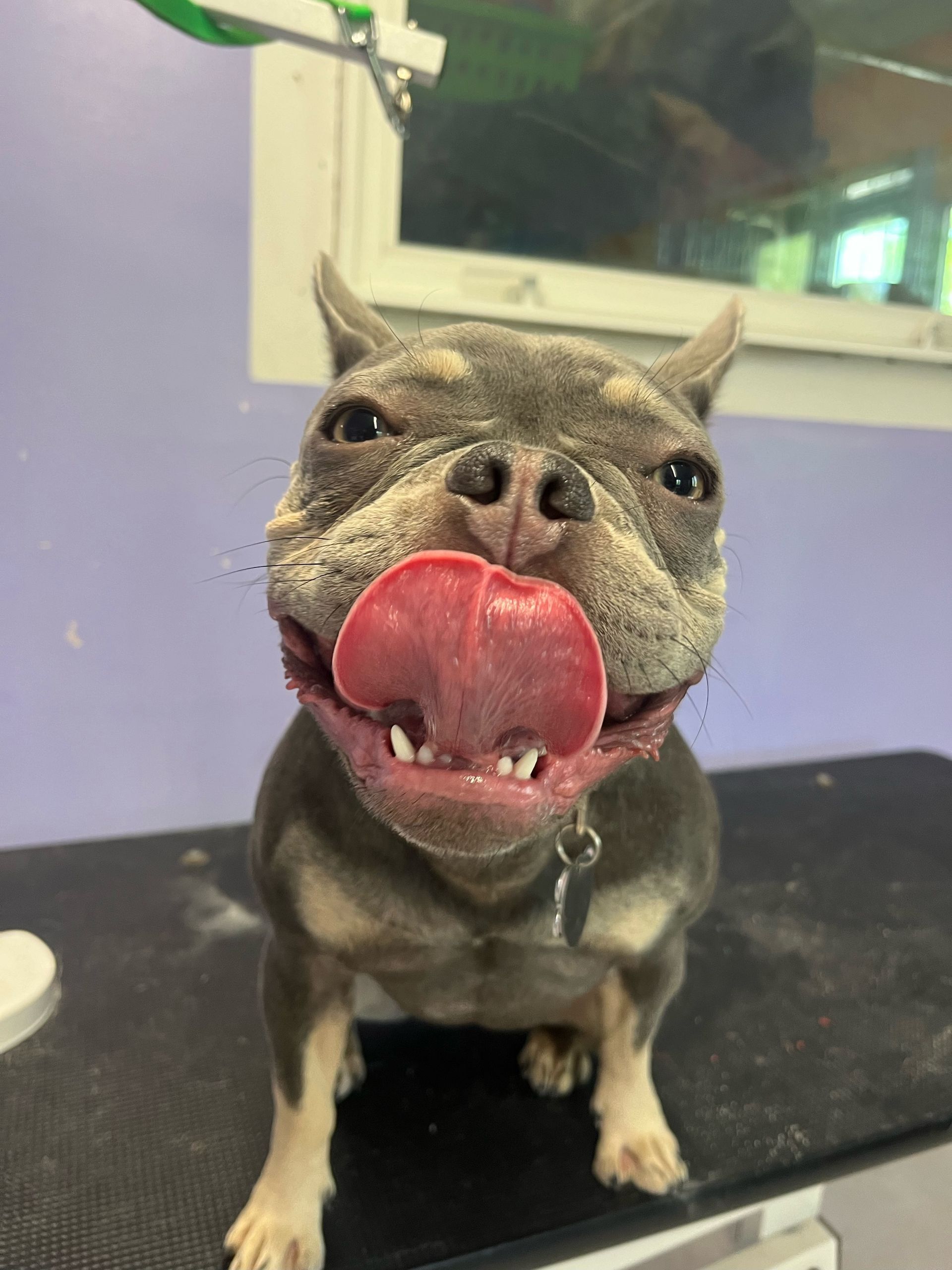 French bulldog with tongue out, sitting on a table. Gray and white fur, purple wall background.