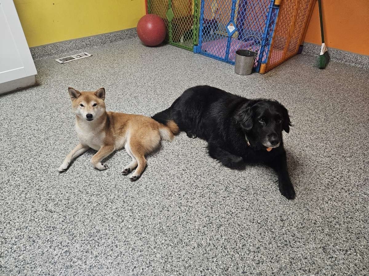 Two dogs, one tan Shiba Inu, one black, lie on speckled gray floor.
