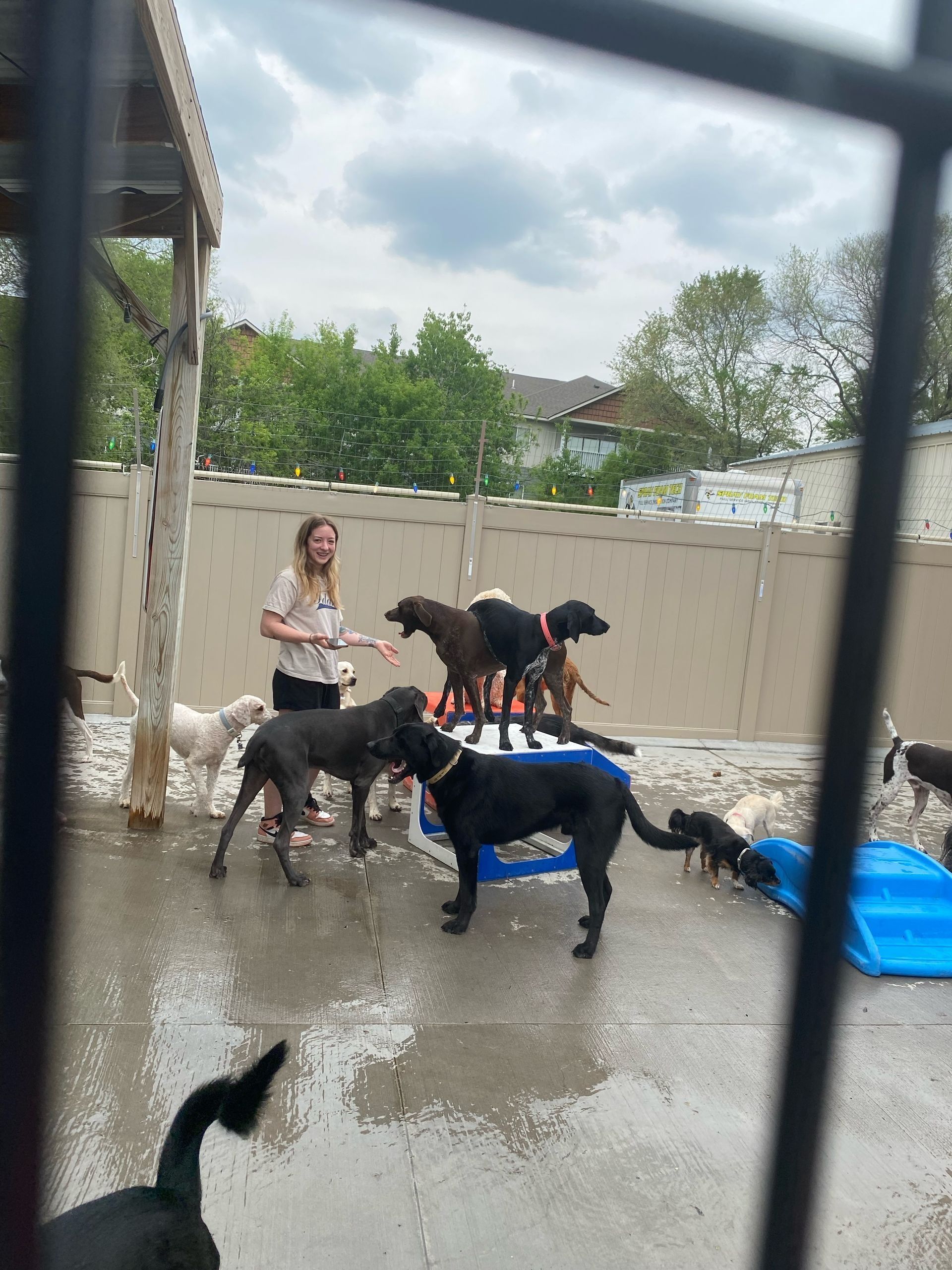Woman with several dogs in an outdoor pen. Some dogs are standing on a platform, others on the ground.