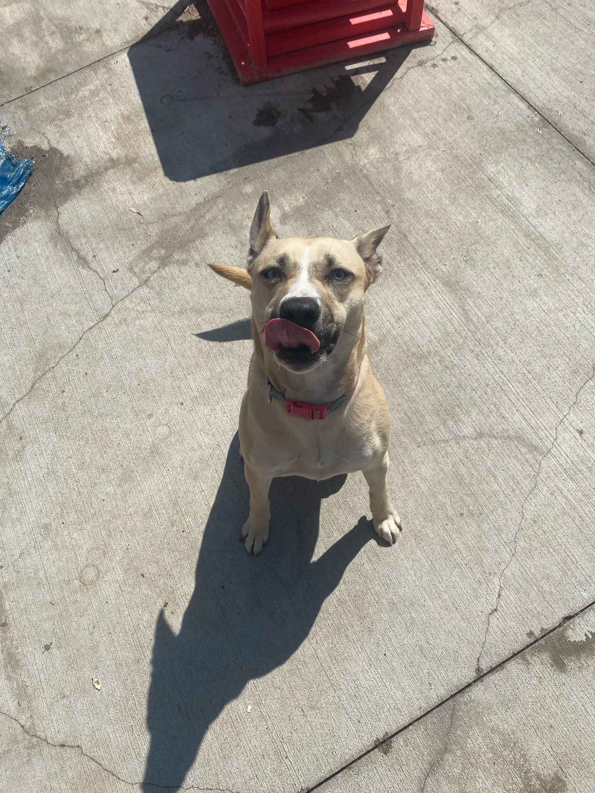 Tan dog with floppy ears licking its mouth, sitting on a gray surface, with a red object in the background.