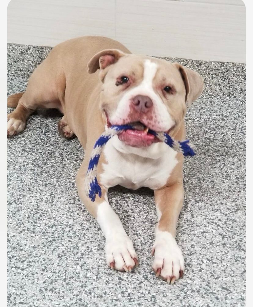 Tan and white dog lying down, holding a blue and white rope toy in its mouth.