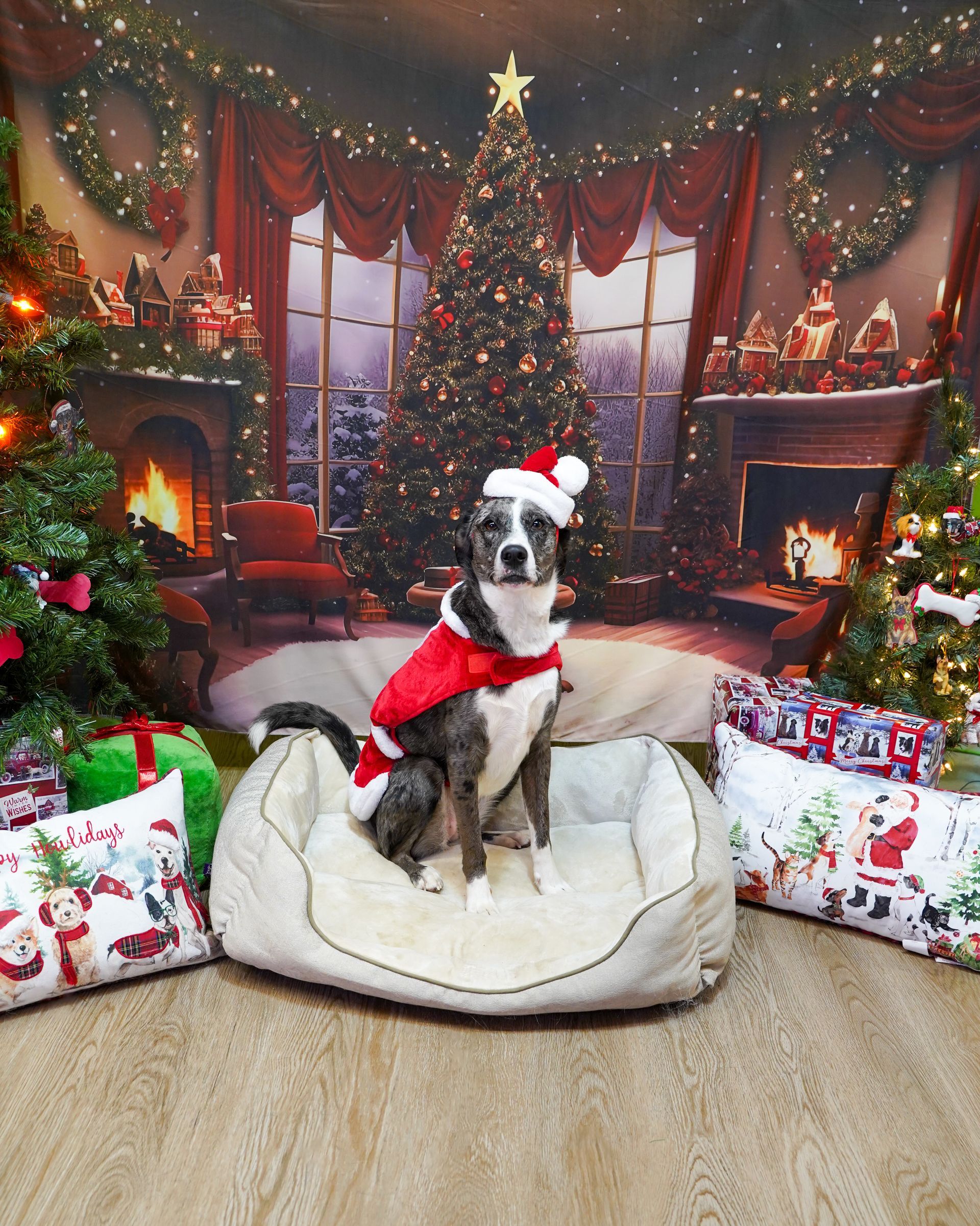 Dog in Santa outfit sits in a pet bed, in front of a Christmas backdrop.