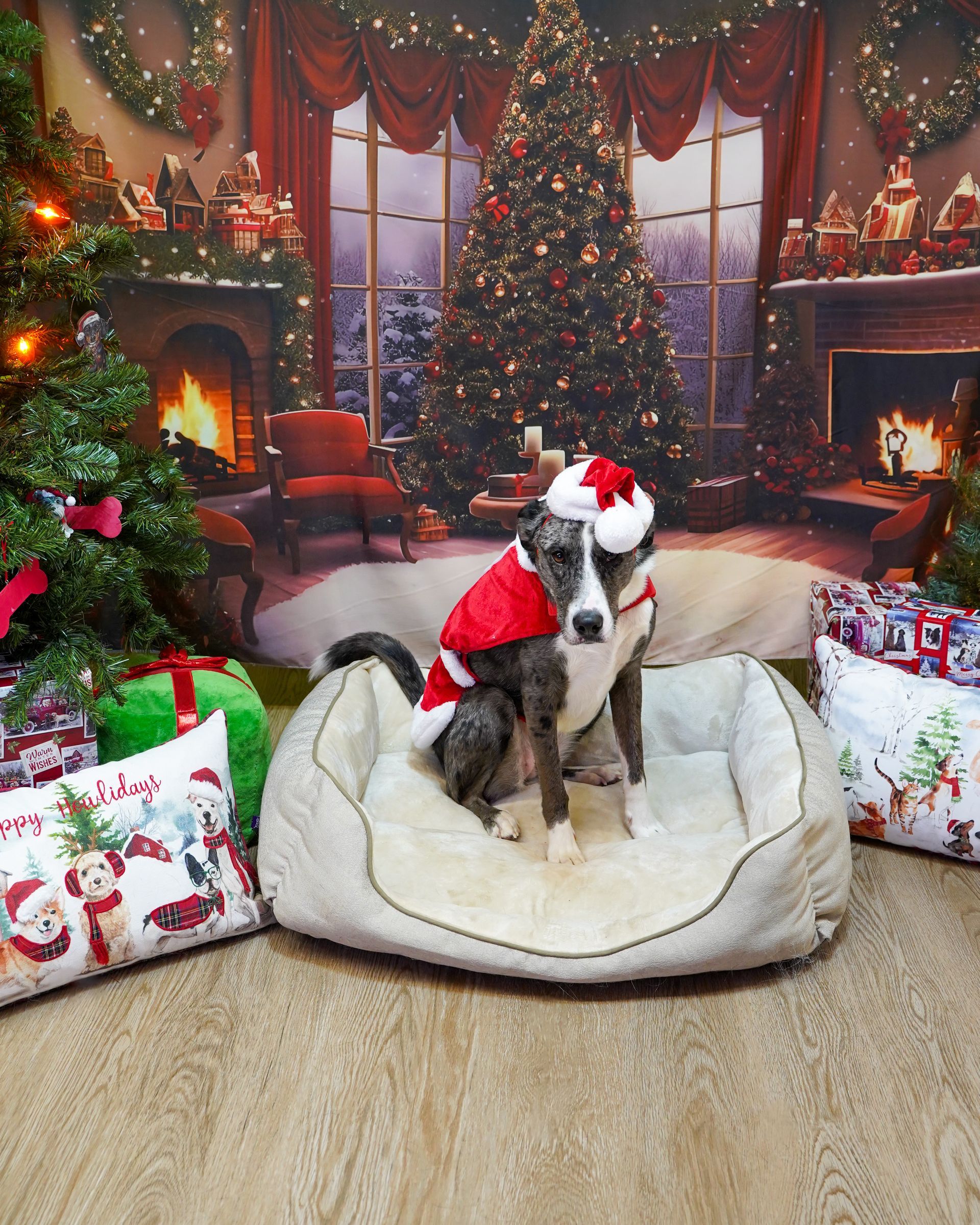 Dog in Santa outfit sits in a bed, holiday background.