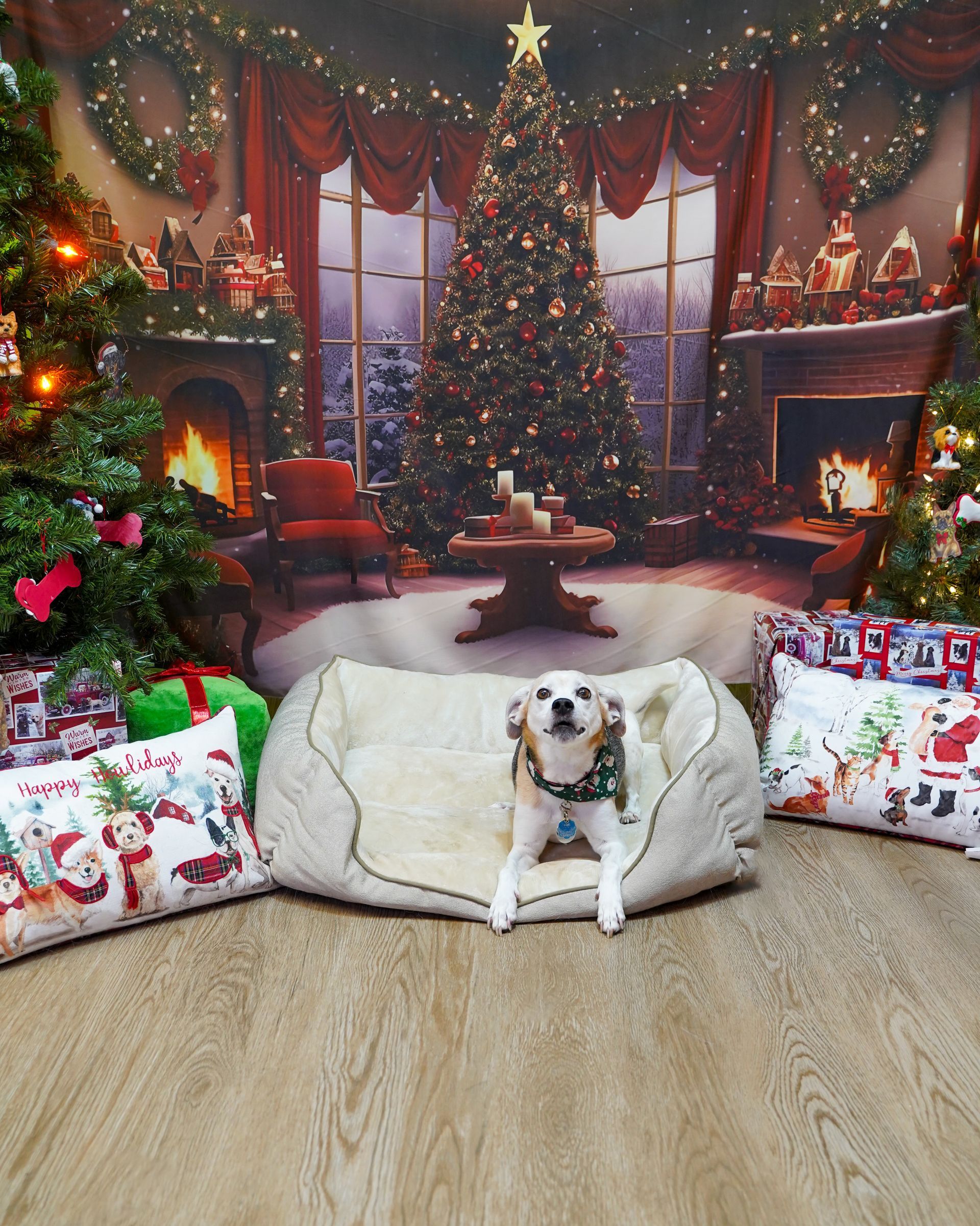 Dog in a cozy bed wearing a holiday collar, in front of a Christmas backdrop with gifts and trees.