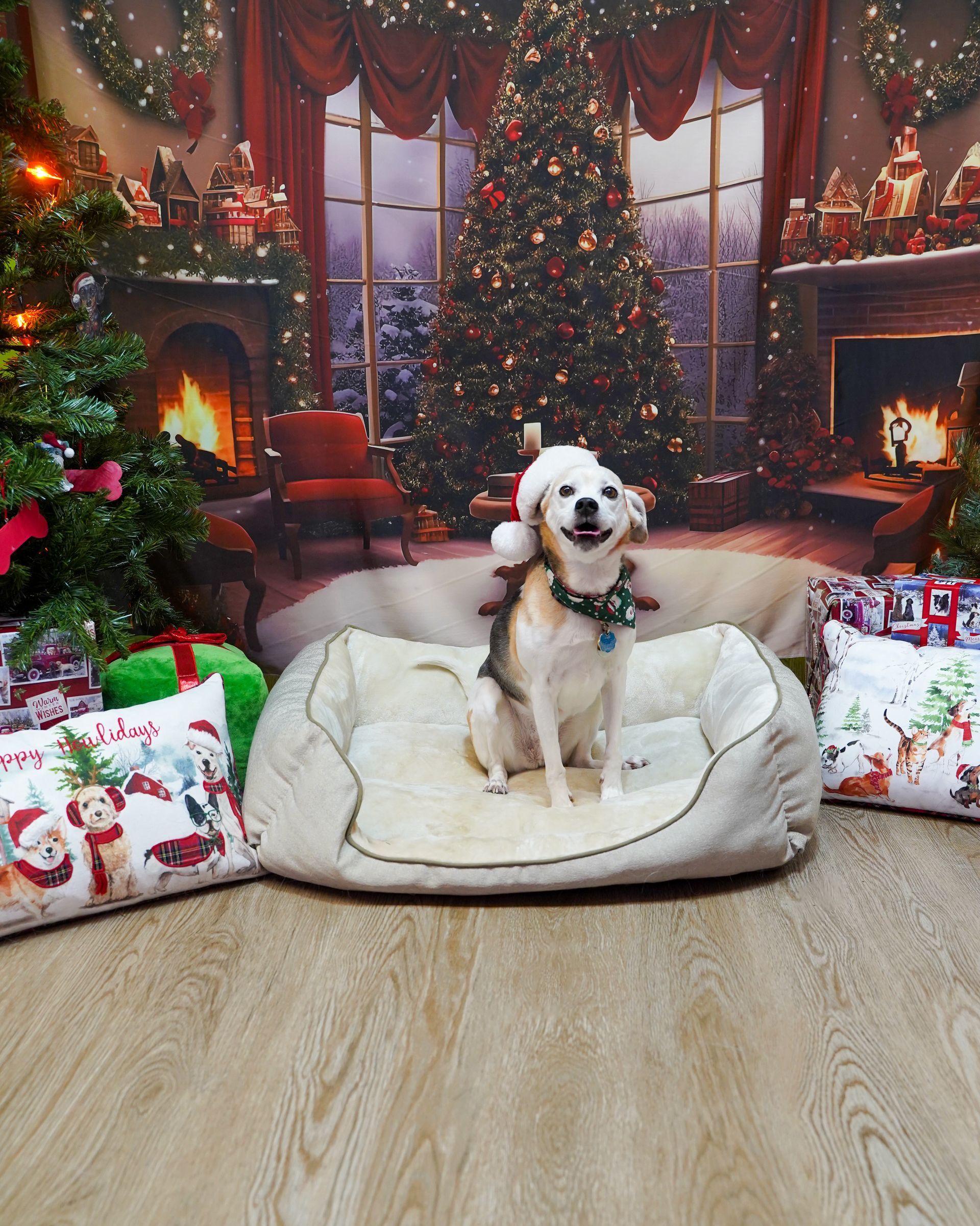 Dog wearing reindeer antlers in a festive Christmas setting; smiling, sitting on a dog bed.