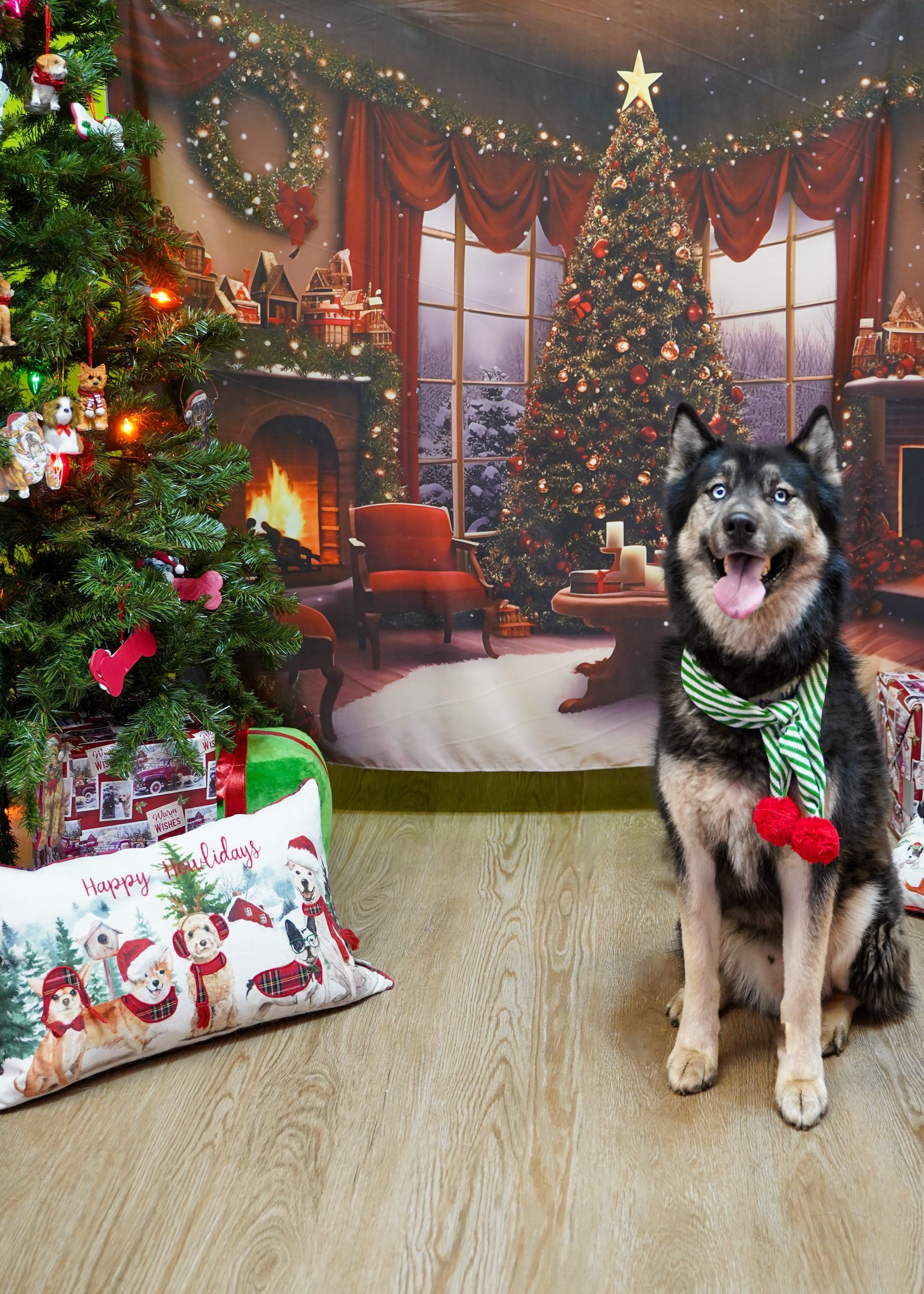 Dog with a scarf sits by Christmas tree and presents. Festive backdrop with fireplace.