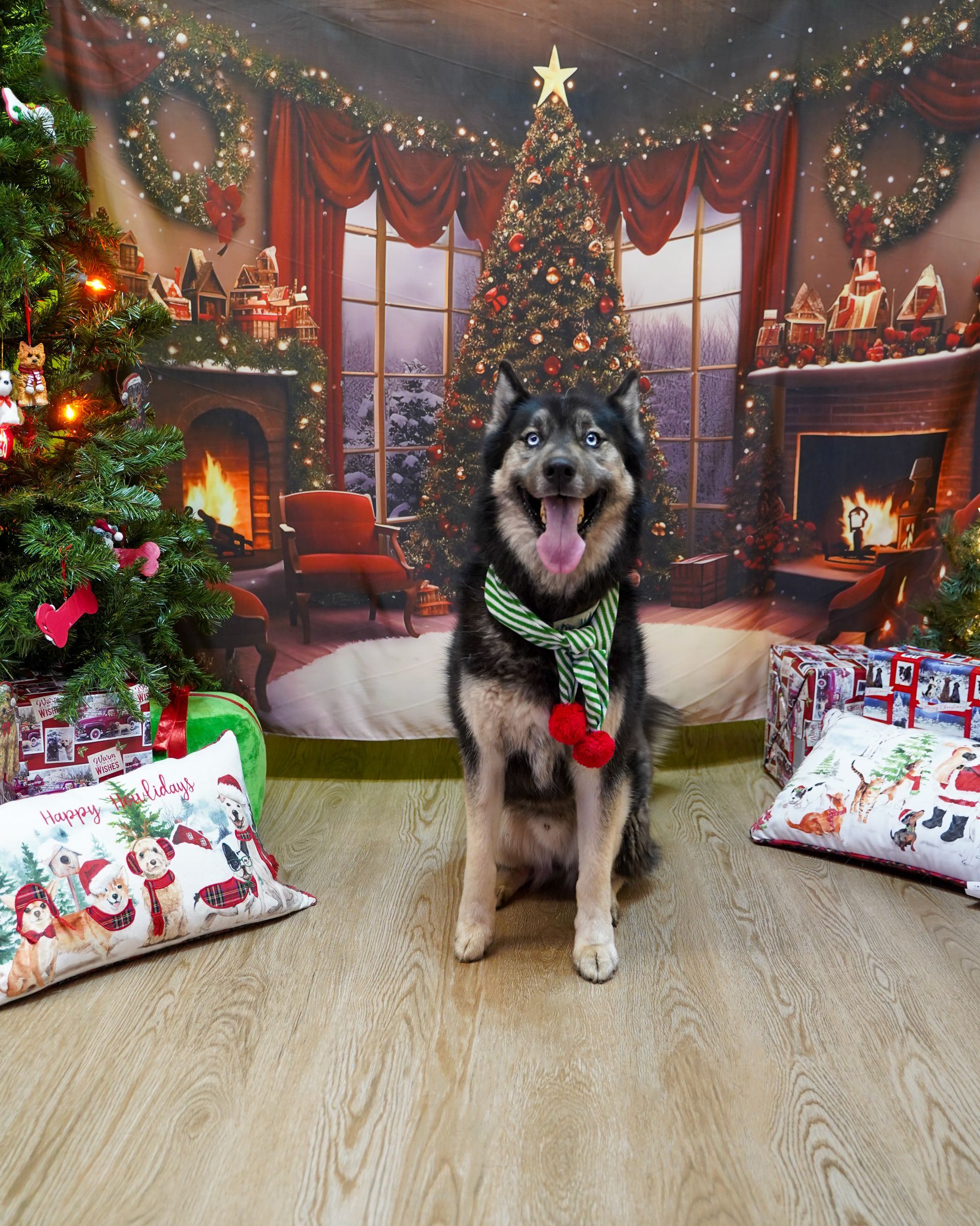 Dog with blue eyes wearing a green scarf sits in front of a Christmas tree and backdrop.