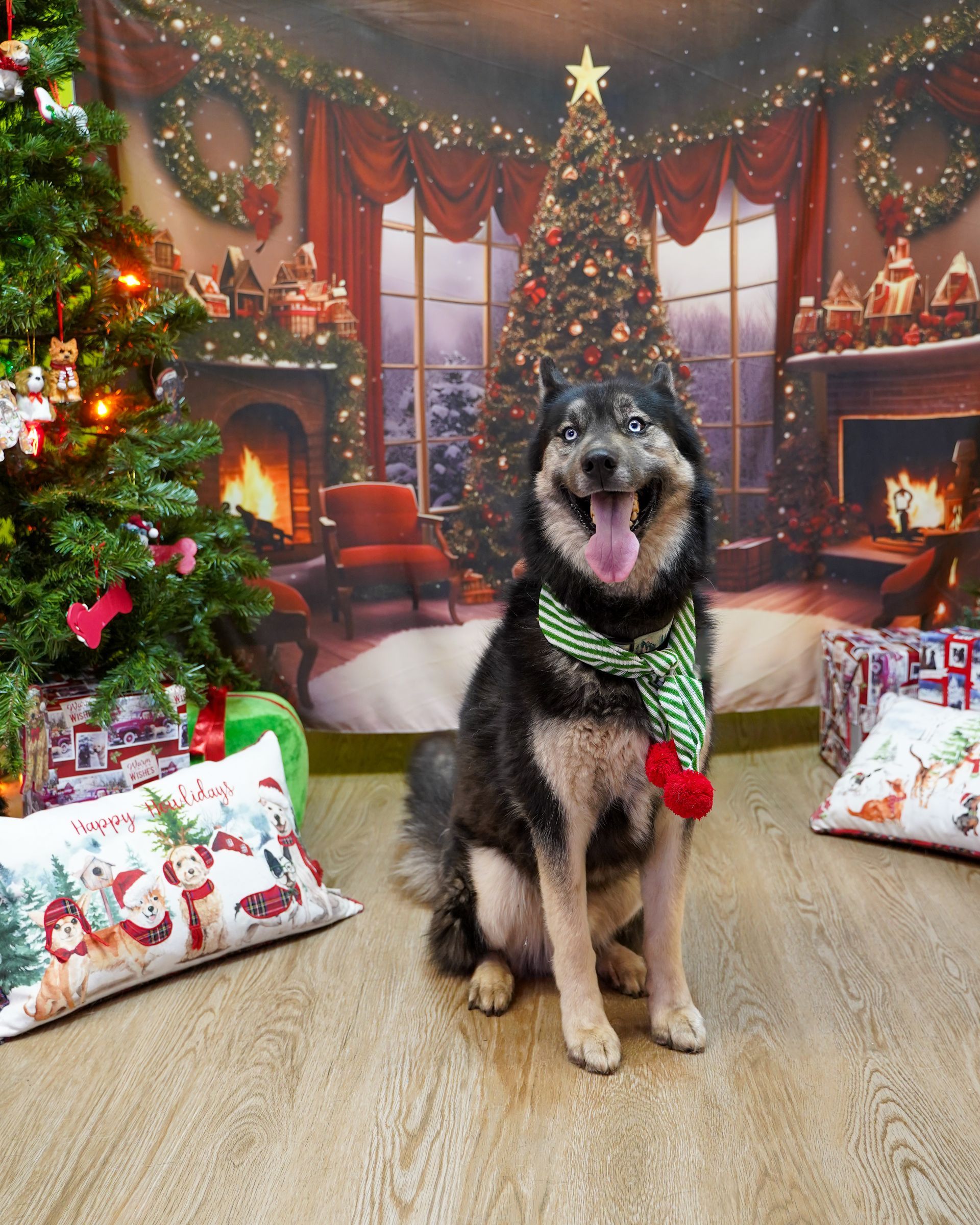 Dog with a green scarf sits happily in front of a Christmas backdrop.