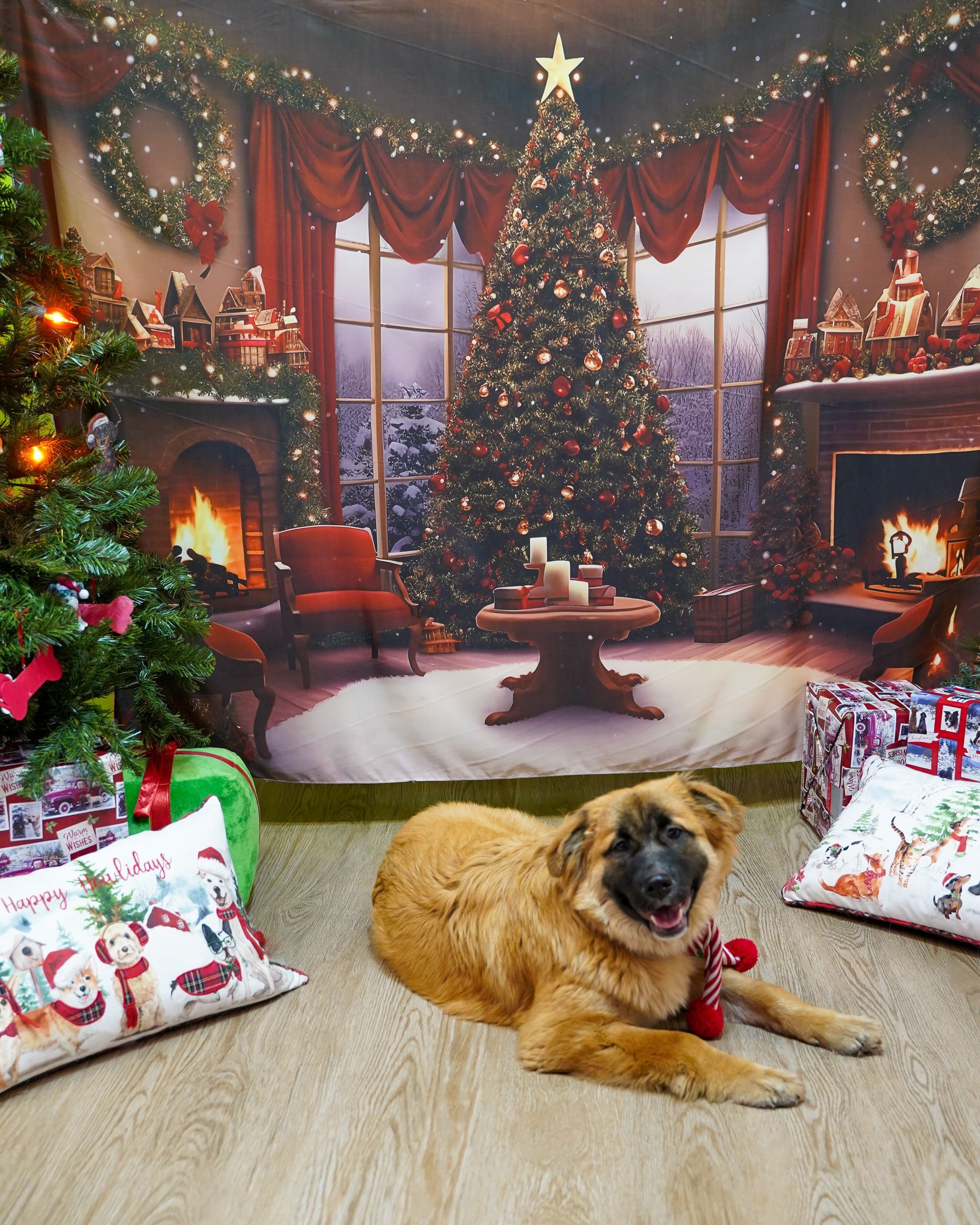 Dog lying on floor in front of a Christmas backdrop with decorated trees, fireplace, and presents.