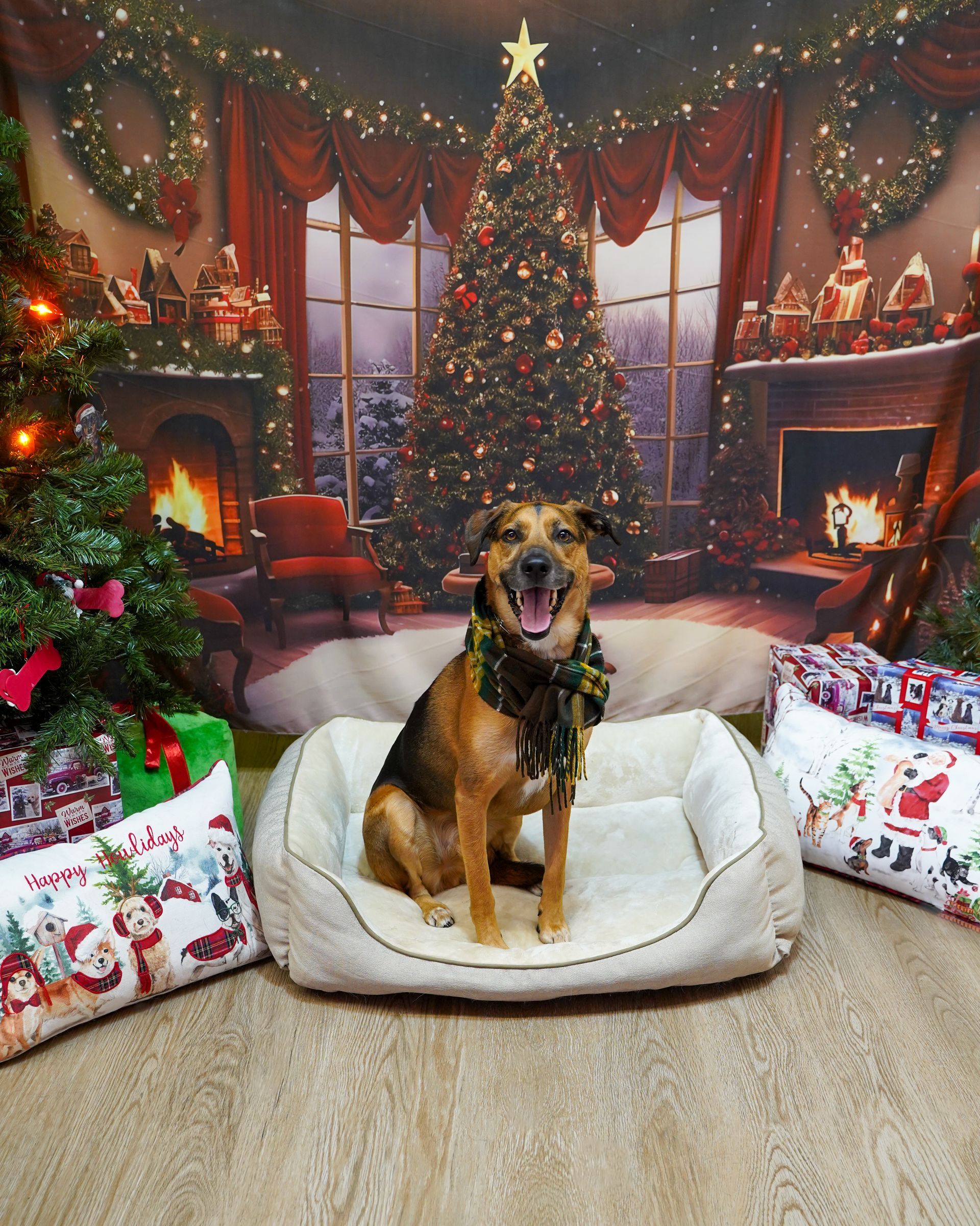 Dog with a garland sits on a bed in front of a Christmas backdrop with a tree, fireplace, and gifts.