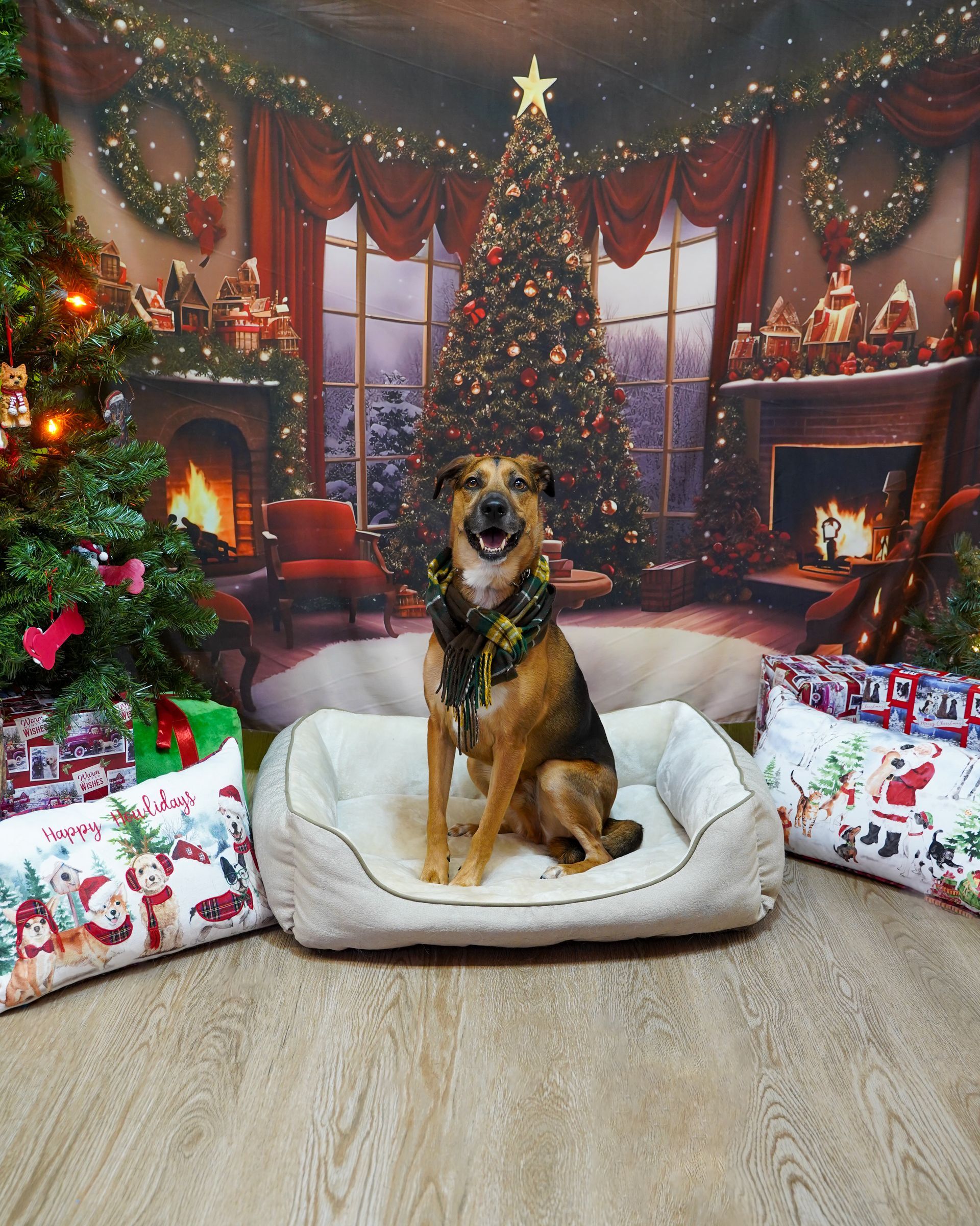 Dog wearing a festive collar sits in a bed with a Christmas backdrop.
