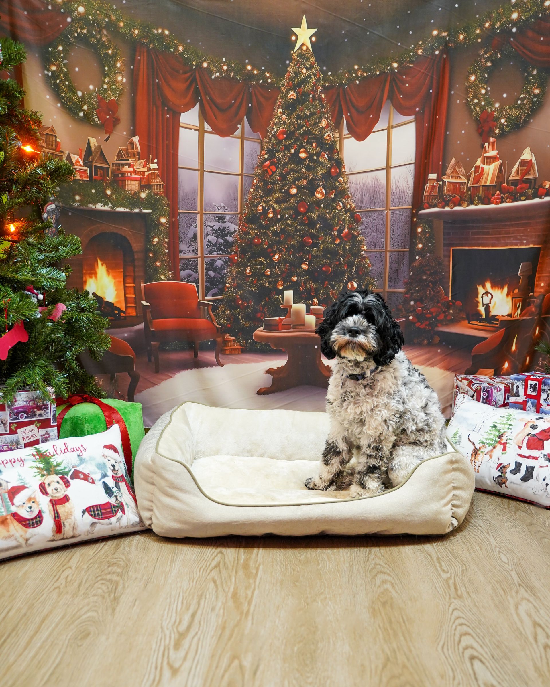Dog sitting on a bed in front of a Christmas backdrop.