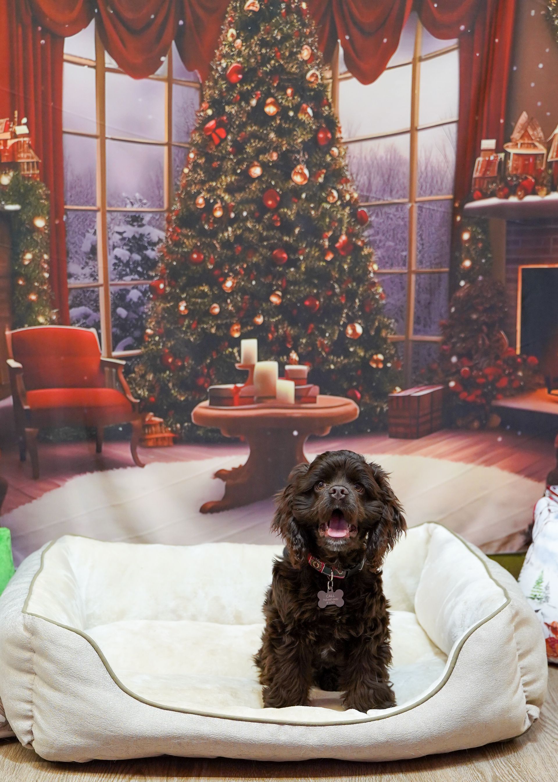 Brown dog sits in a dog bed, smiling in front of a Christmas tree backdrop.