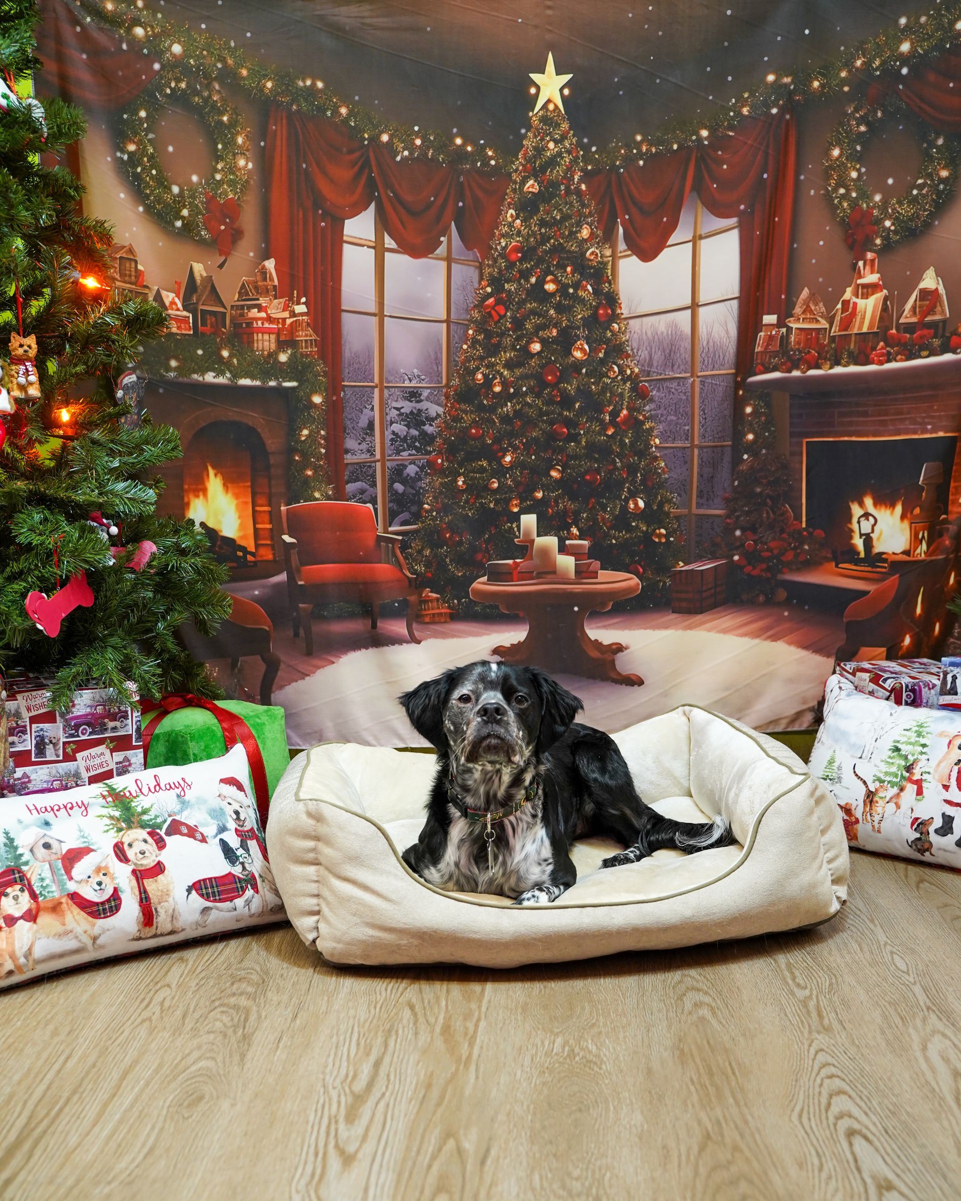 Dog in a beige bed, in front of a Christmas-themed backdrop with a decorated tree, fireplace, and presents.