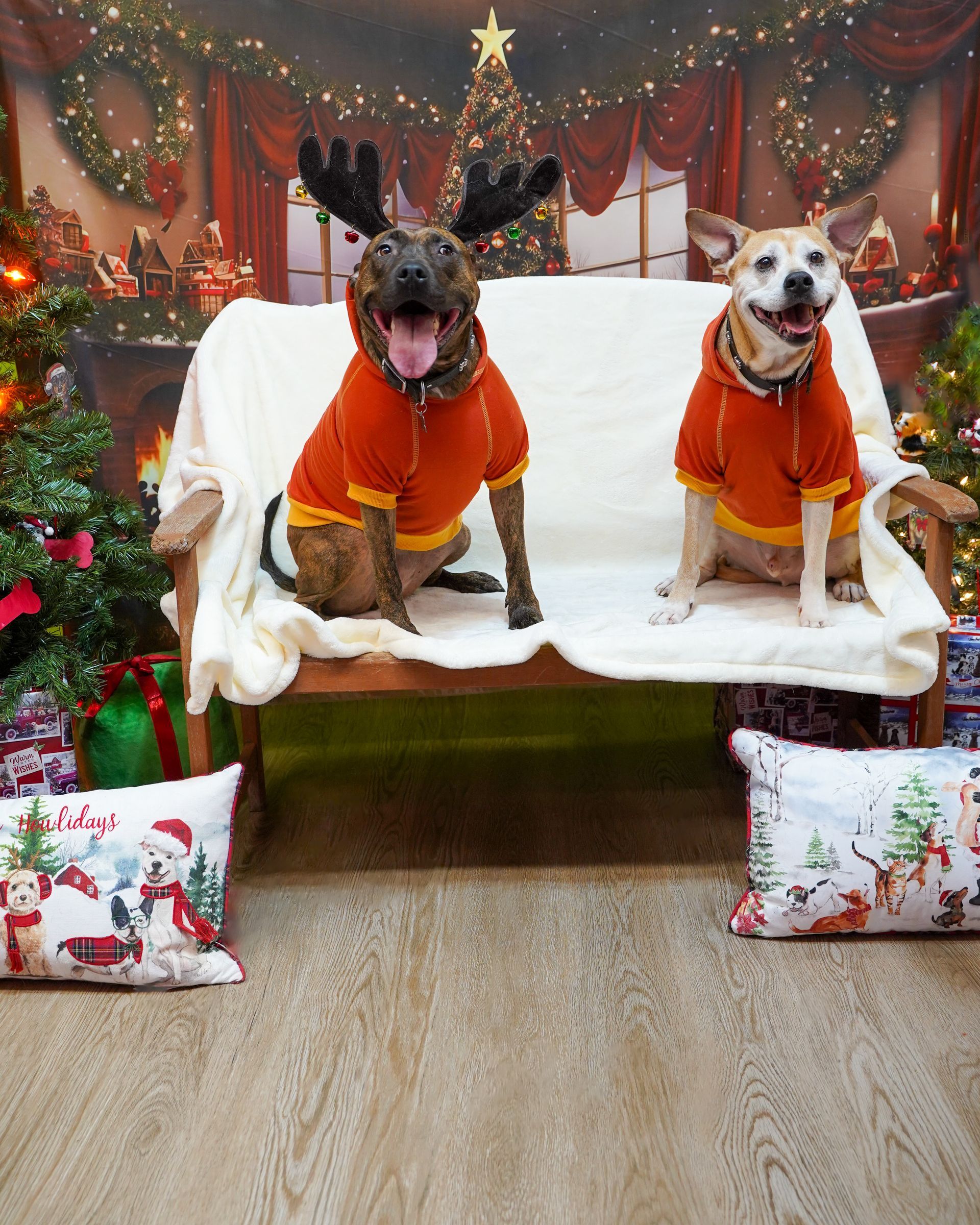 Two dogs in orange sweaters sit on a bench with Christmas decorations. One wears antlers.