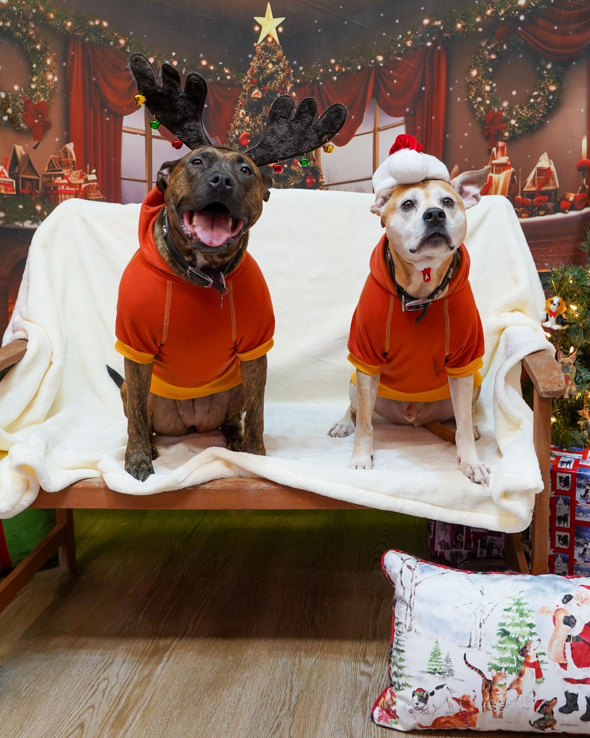 Two dogs in red sweaters, one with antlers and the other with a Santa hat, sit on a bench with Christmas decor.